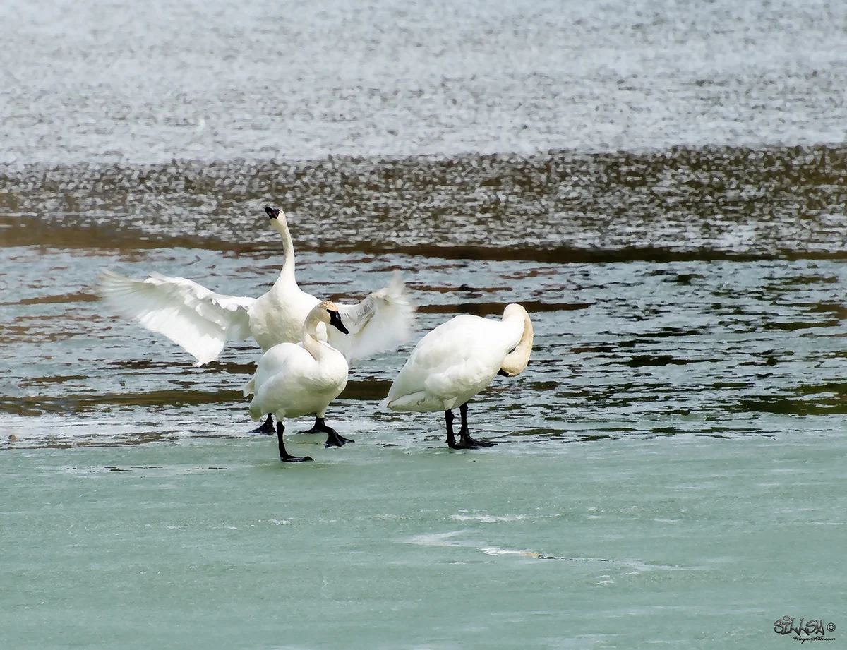 Sillsy-Web-Wasa Tundra Swans II -170331-1345.jpg