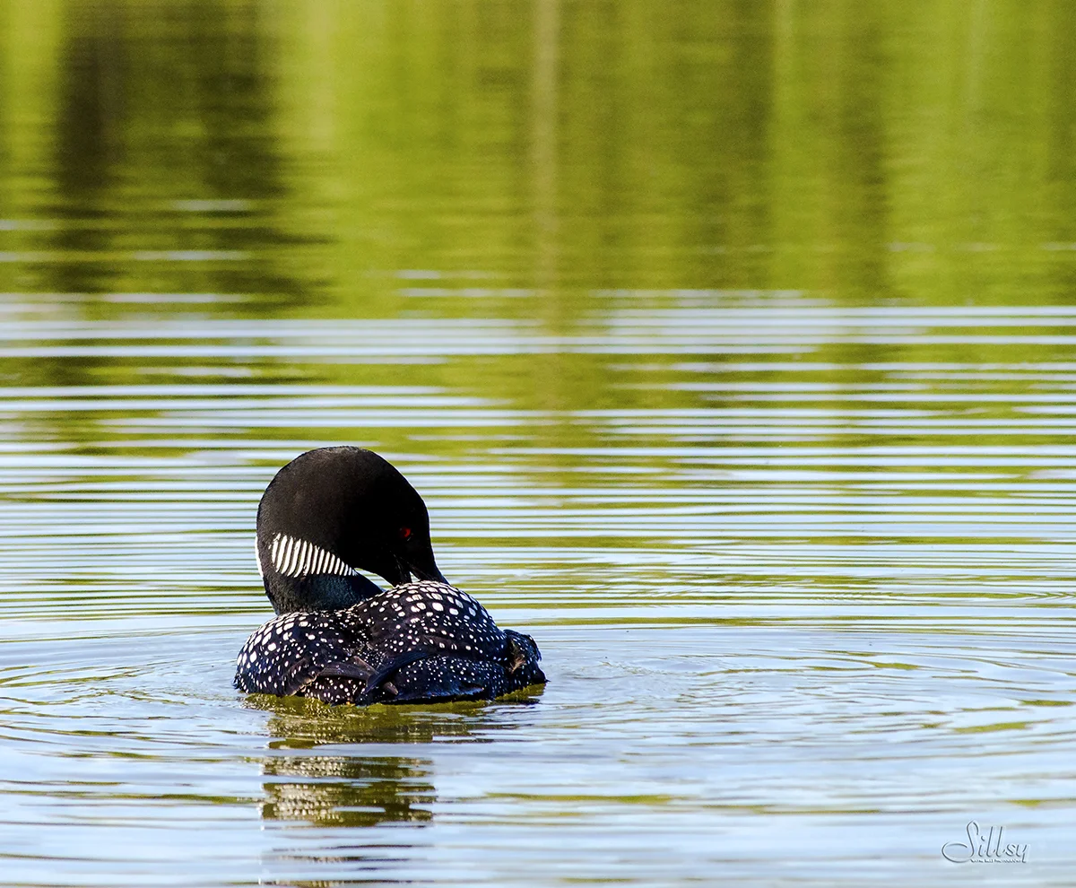 Loon on Green Water