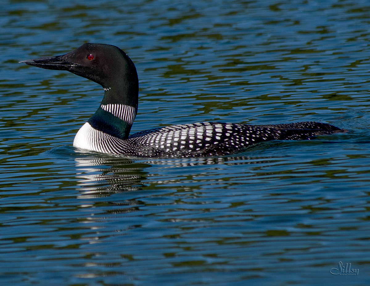 Common Loon I