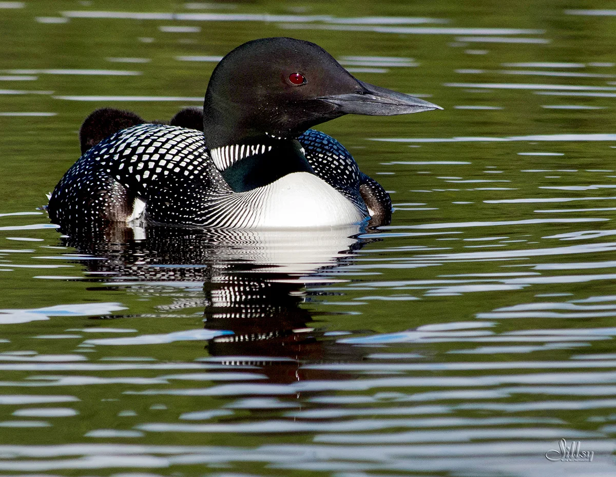 Common Loon II