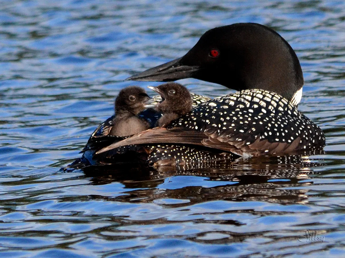Common Loon and Chicks