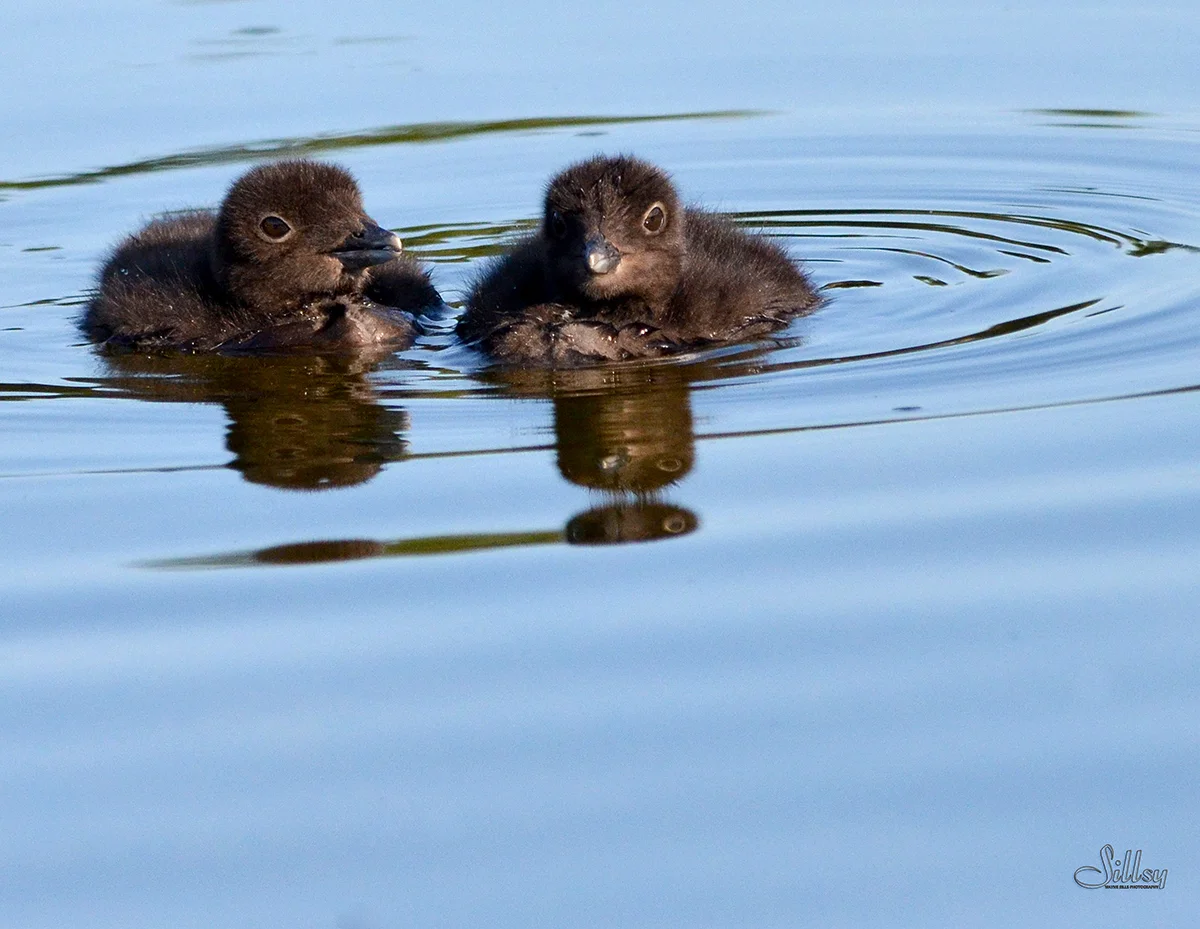 Loon Chicks