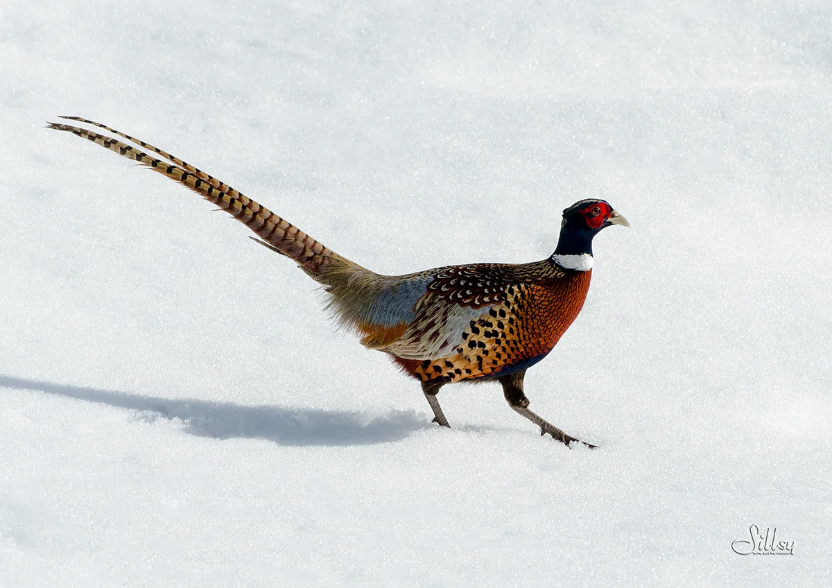 Ring-Necked Pheasant
