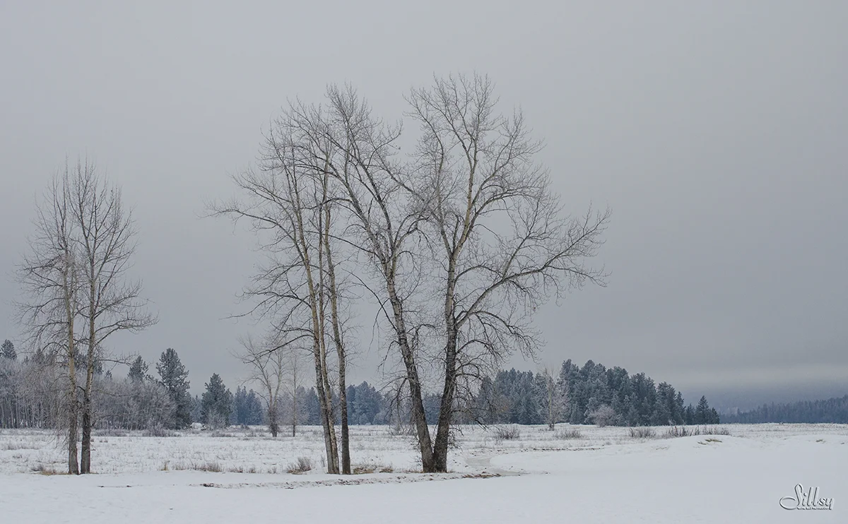 Winter Stand at Bootleg Gap