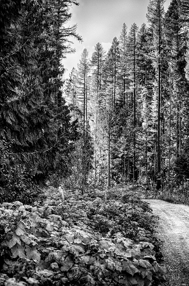 Boule Creek Forest Road