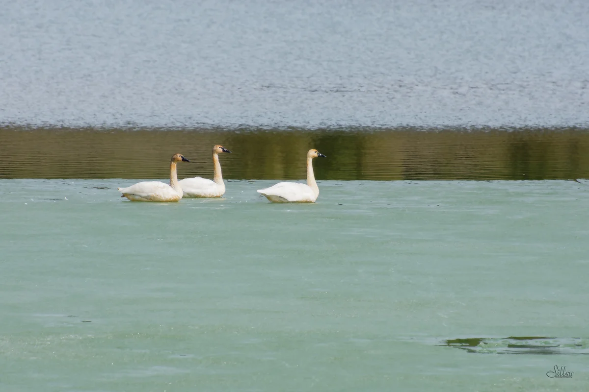 Wasa Tundra Swans I