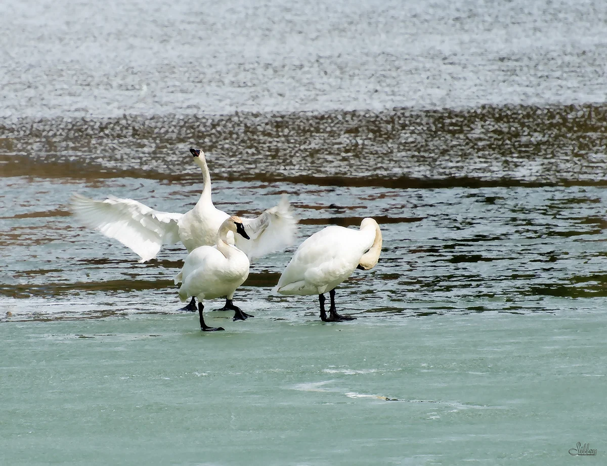 Wasa Tundra Swans II