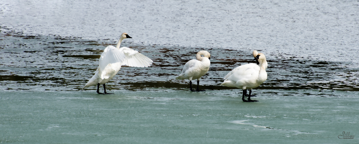 Wasa Tundra Swans III