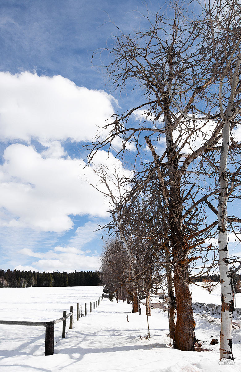 Winter Poplars in Meadowbrook