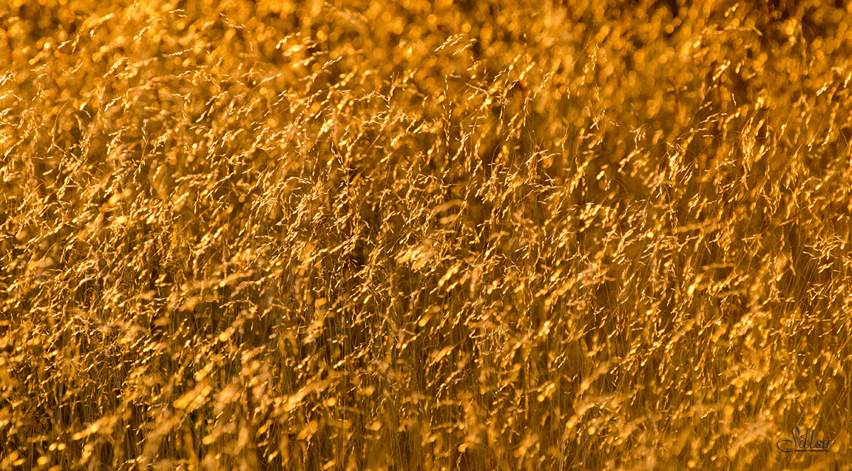 Golden Canvas III