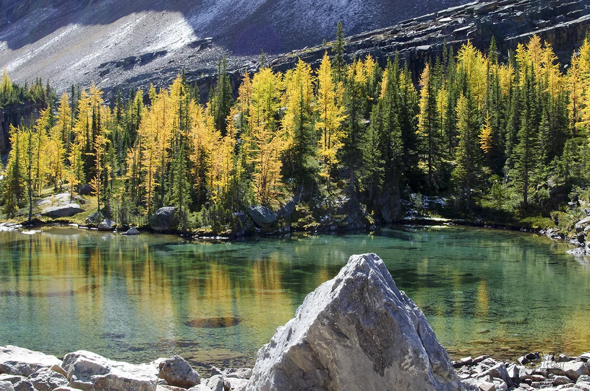 Lake O'Hara VII