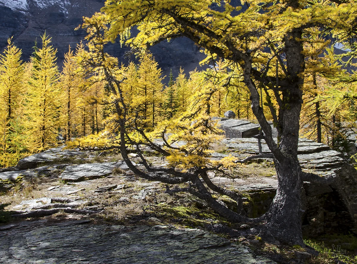 Lake O'Hara XV