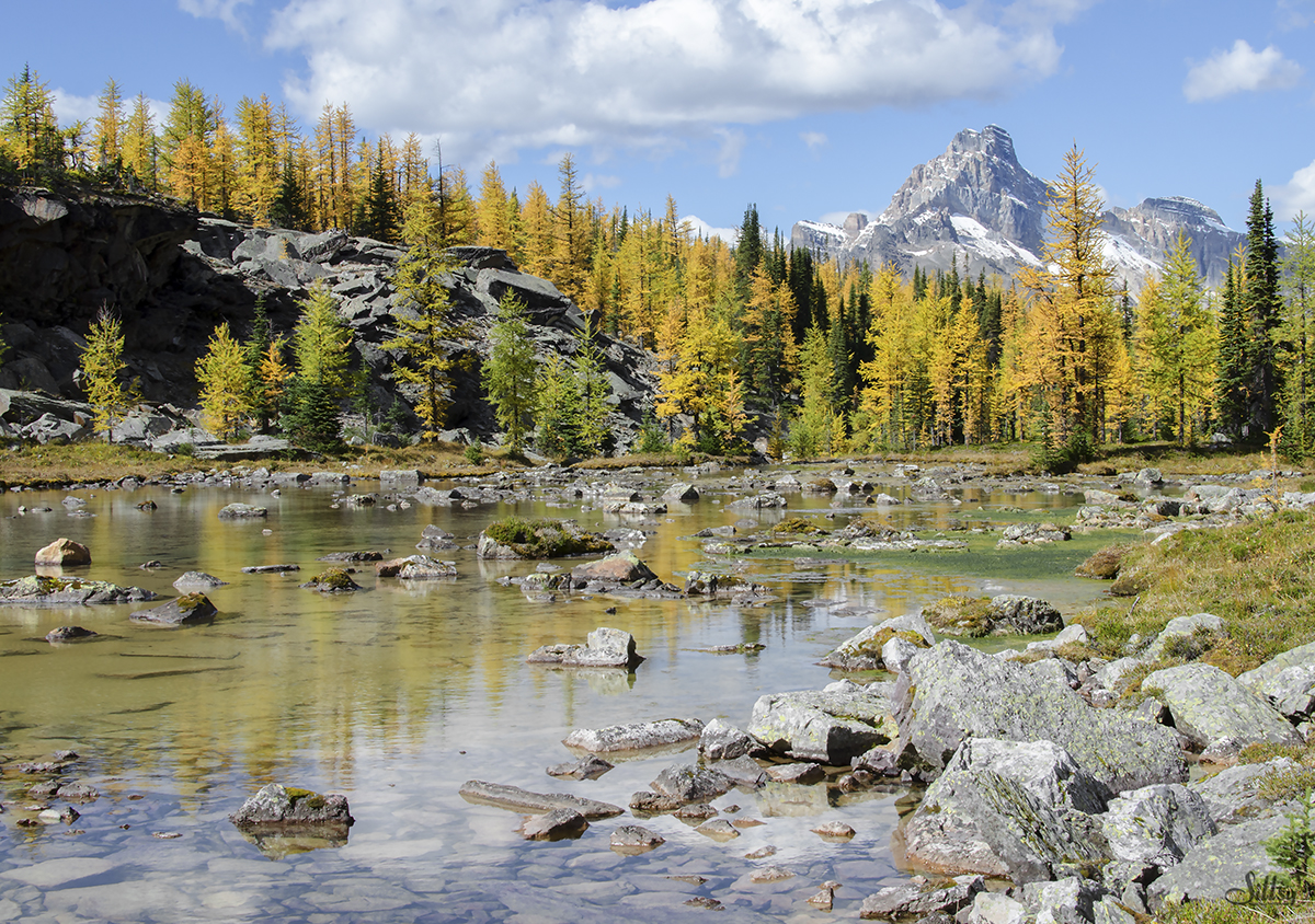 Lake O'Hara XVI
