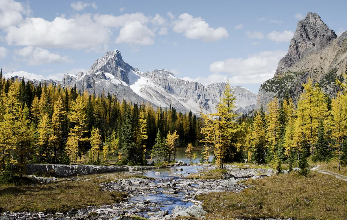 Lake O'Hara XVII
