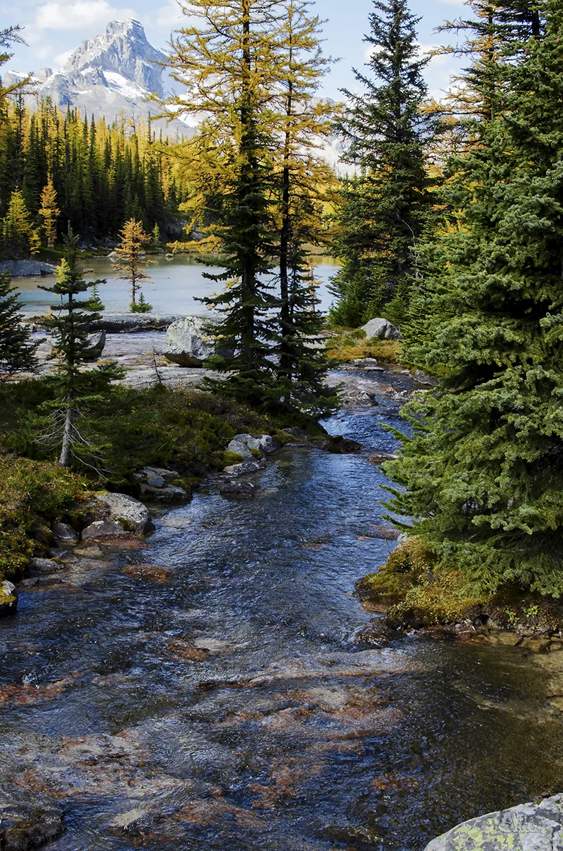 Lake O'Hara XVIII