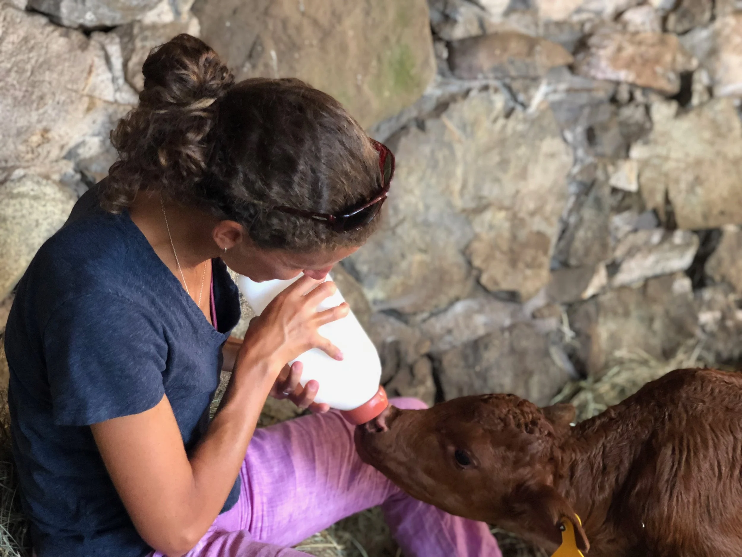 Mustache was fortunate to have DJ Mitchell coordinate bottle feedings twice a day for four months. It takes time to be a mama cow!