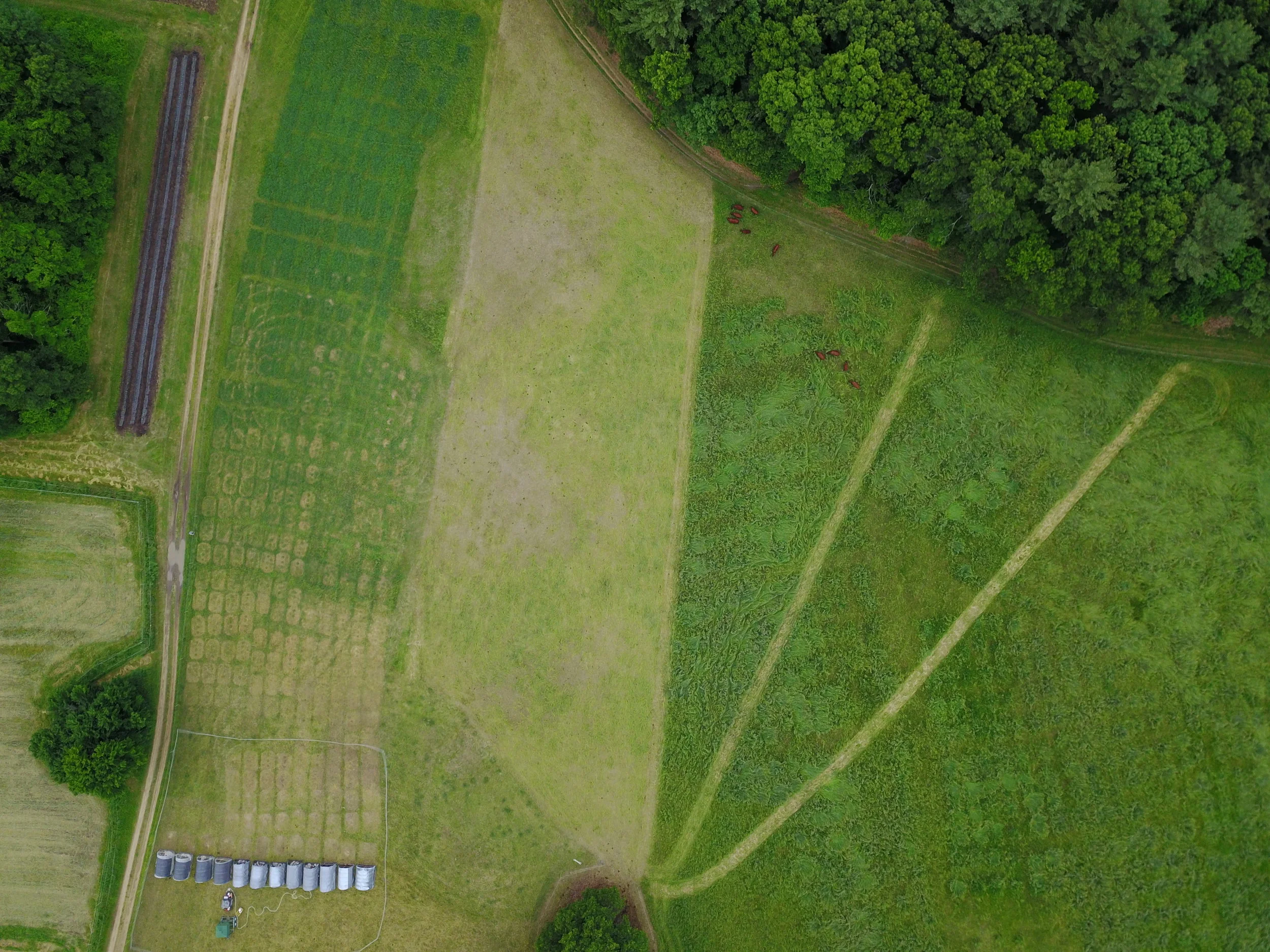 Aerial view of meat birds marching across Mt. Misery in 12 shelters (with grass already growing again in the upper left area) while Devon cattle graze in the near bye pie shaped parcels, piece by piece with shade always available in the island woodland at the center bottom..