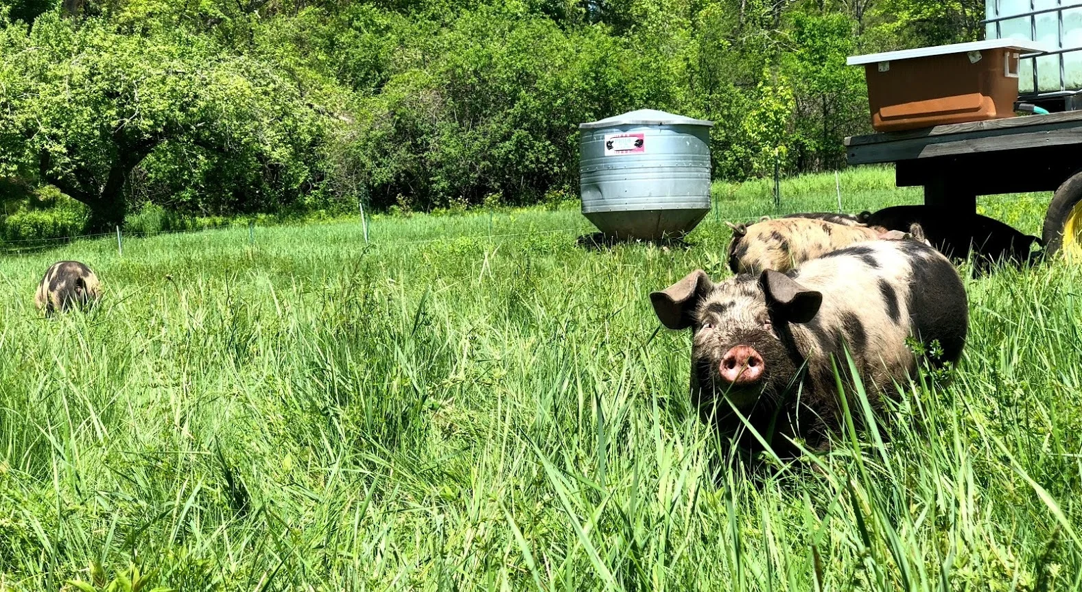 Pigs — Codman Community Farms
