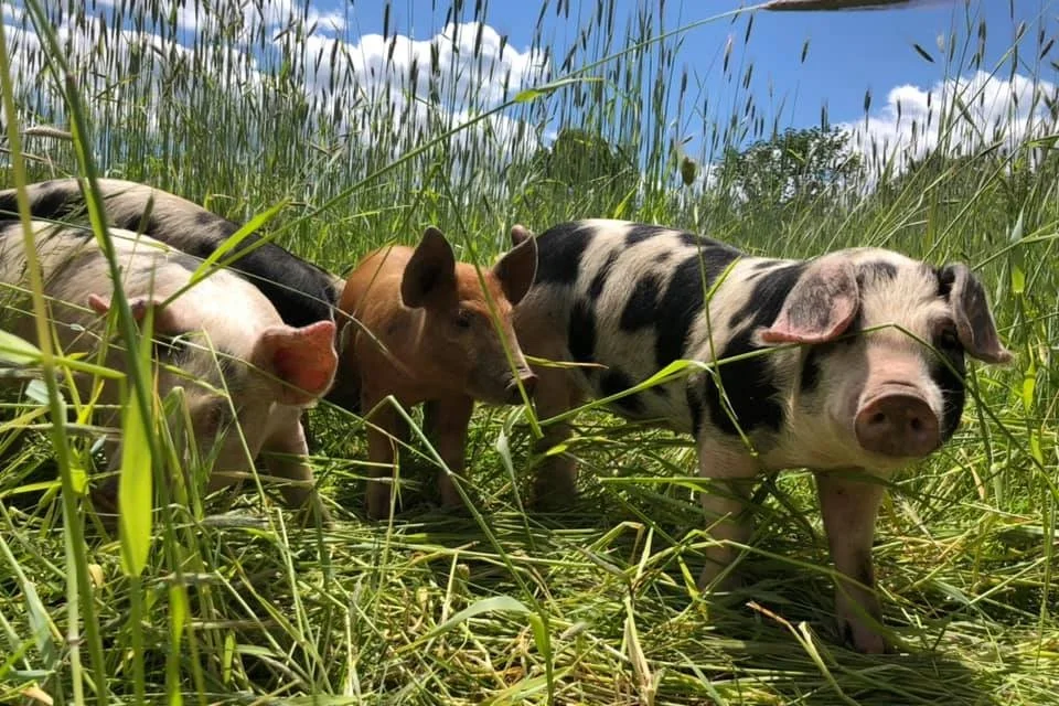 New Codman piglets, enjoying the sun and the fresh grass!