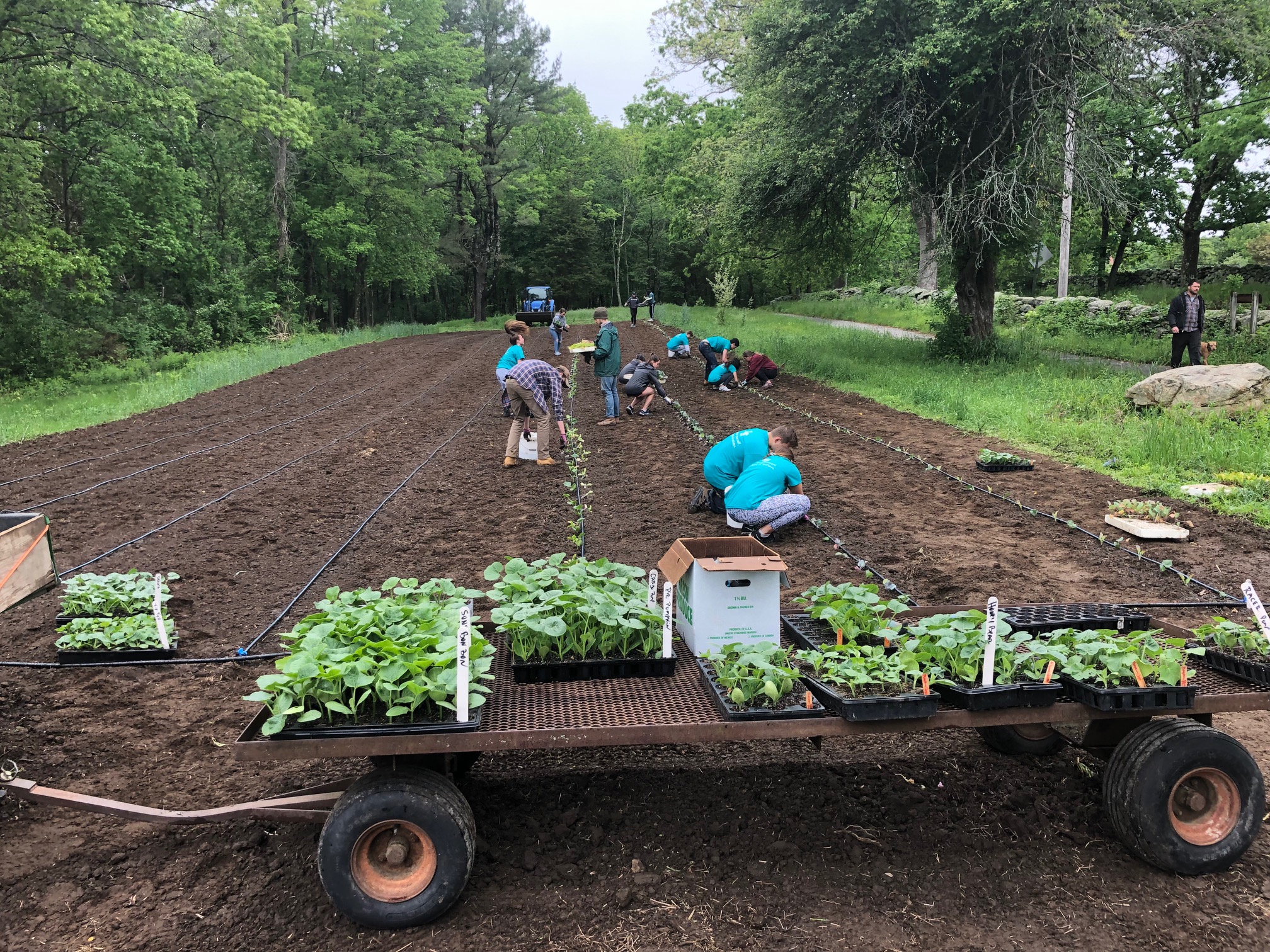 LSHS Seniors Plant Squash