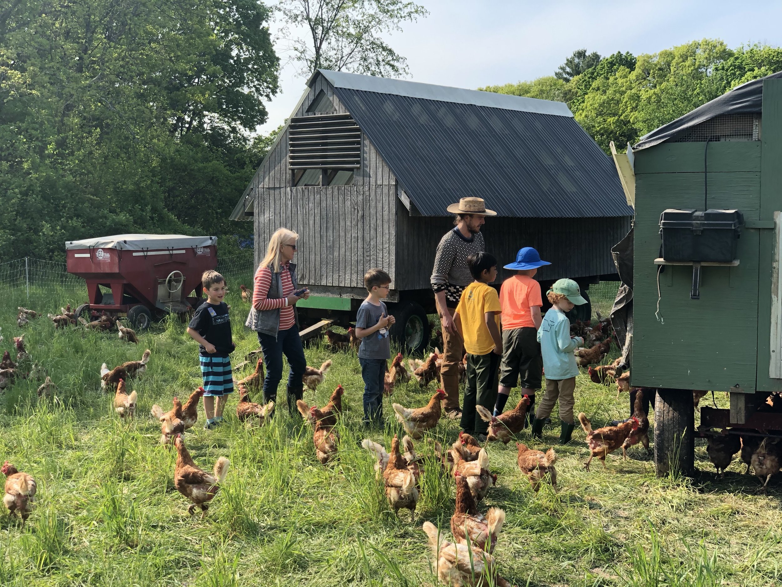 Farmer's Helpers Learn About Laying Hens