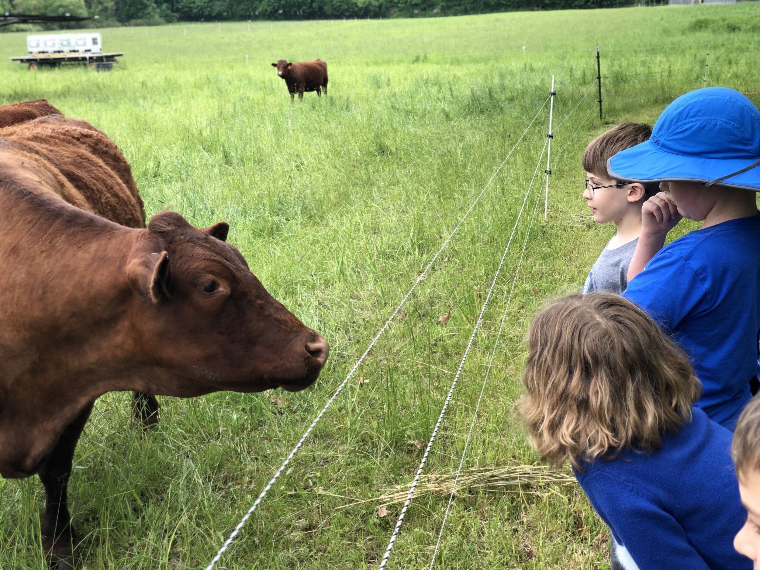 Farmer's Helpers Visit the Cows at Farm Meadow