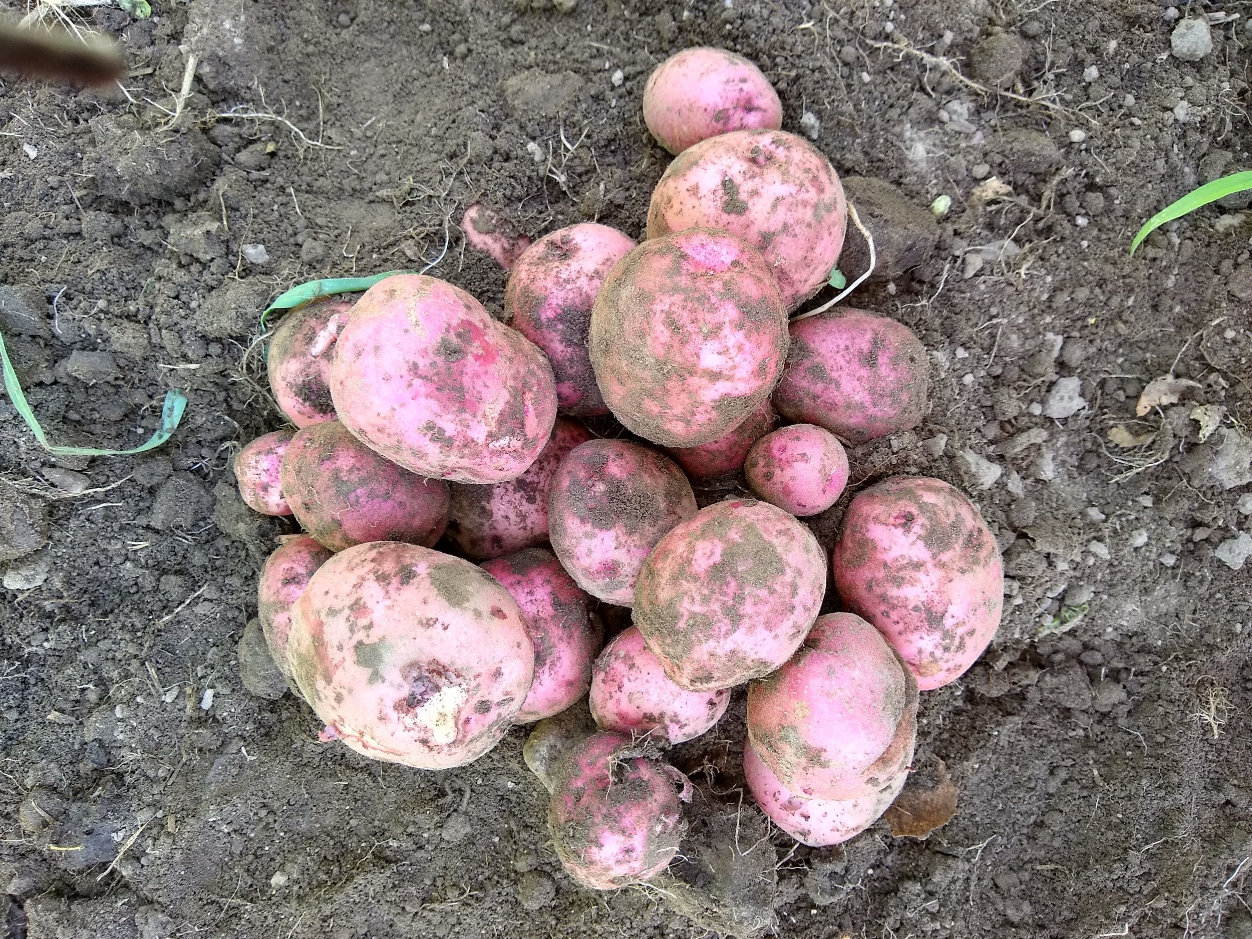Look at those beautiful spuds!
