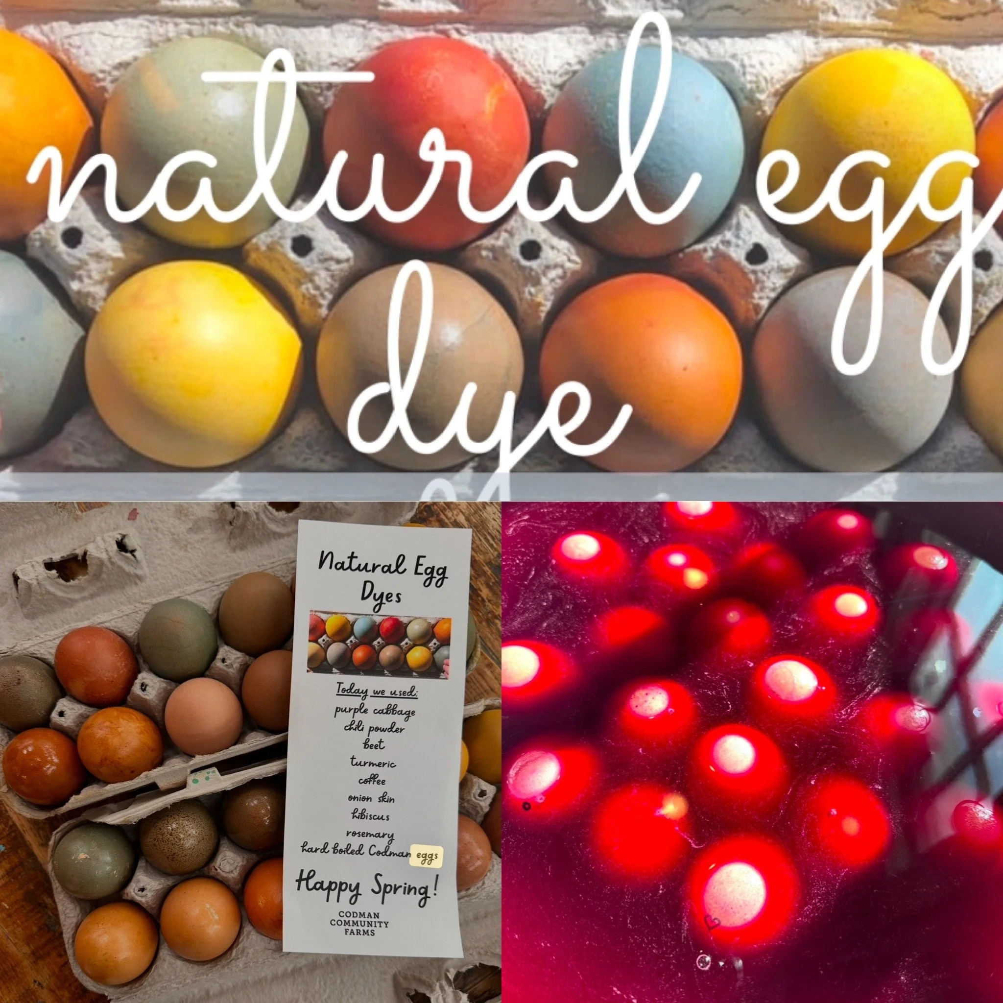 Natural Egg Dye Class for Kids