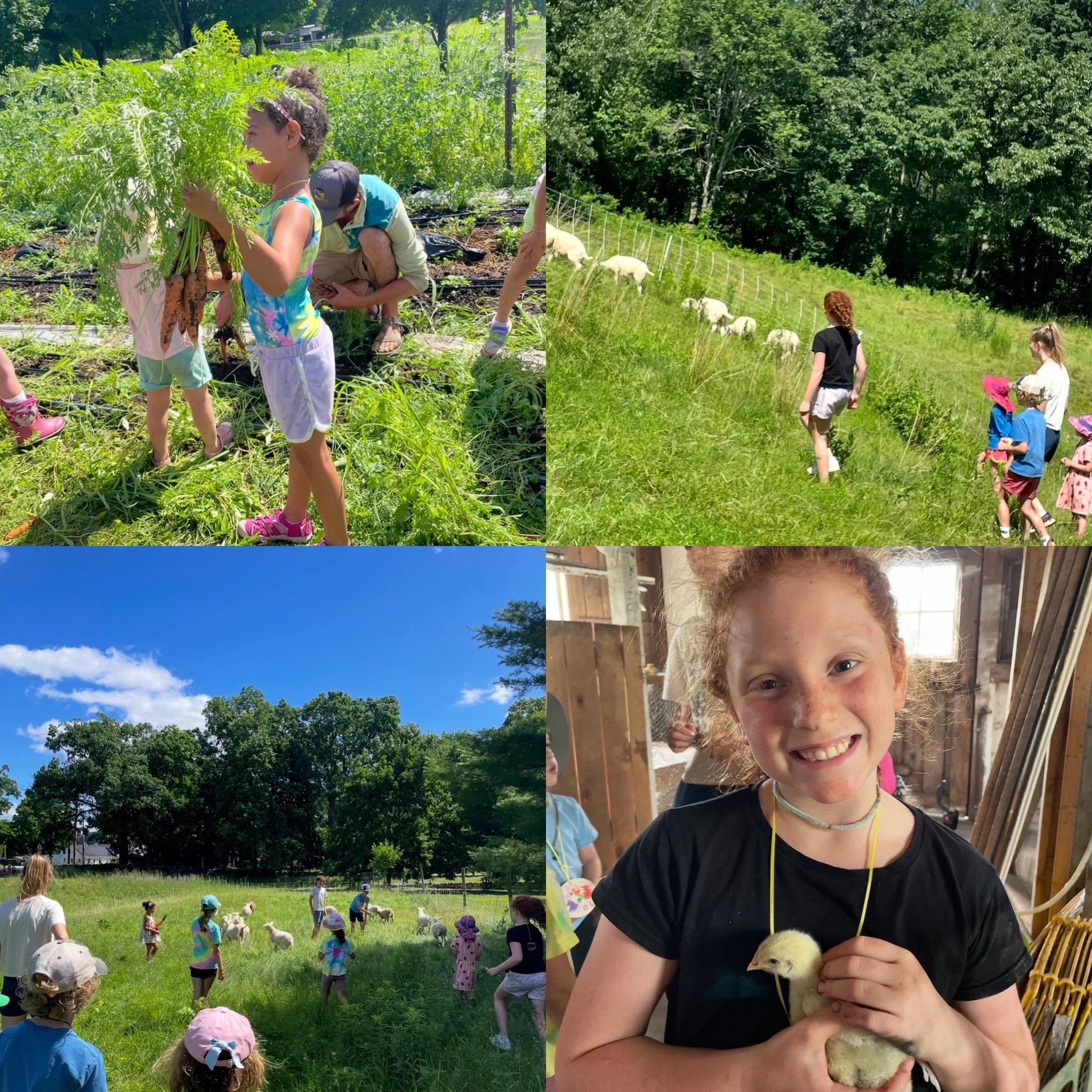 Summer Barn Buddies for Kids