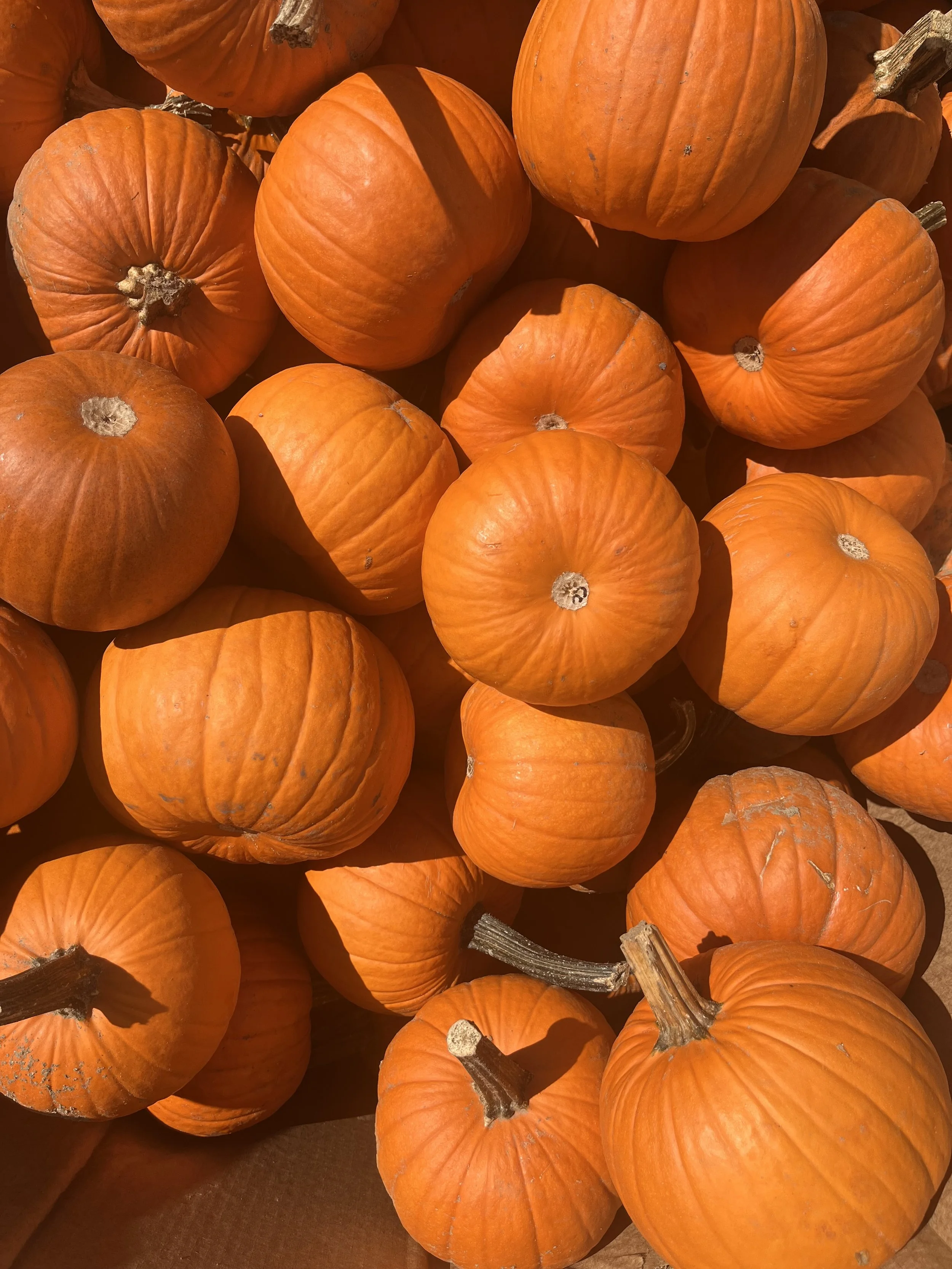 The Great Pumpkin Smash