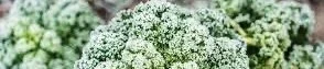 Image 1.jpeg