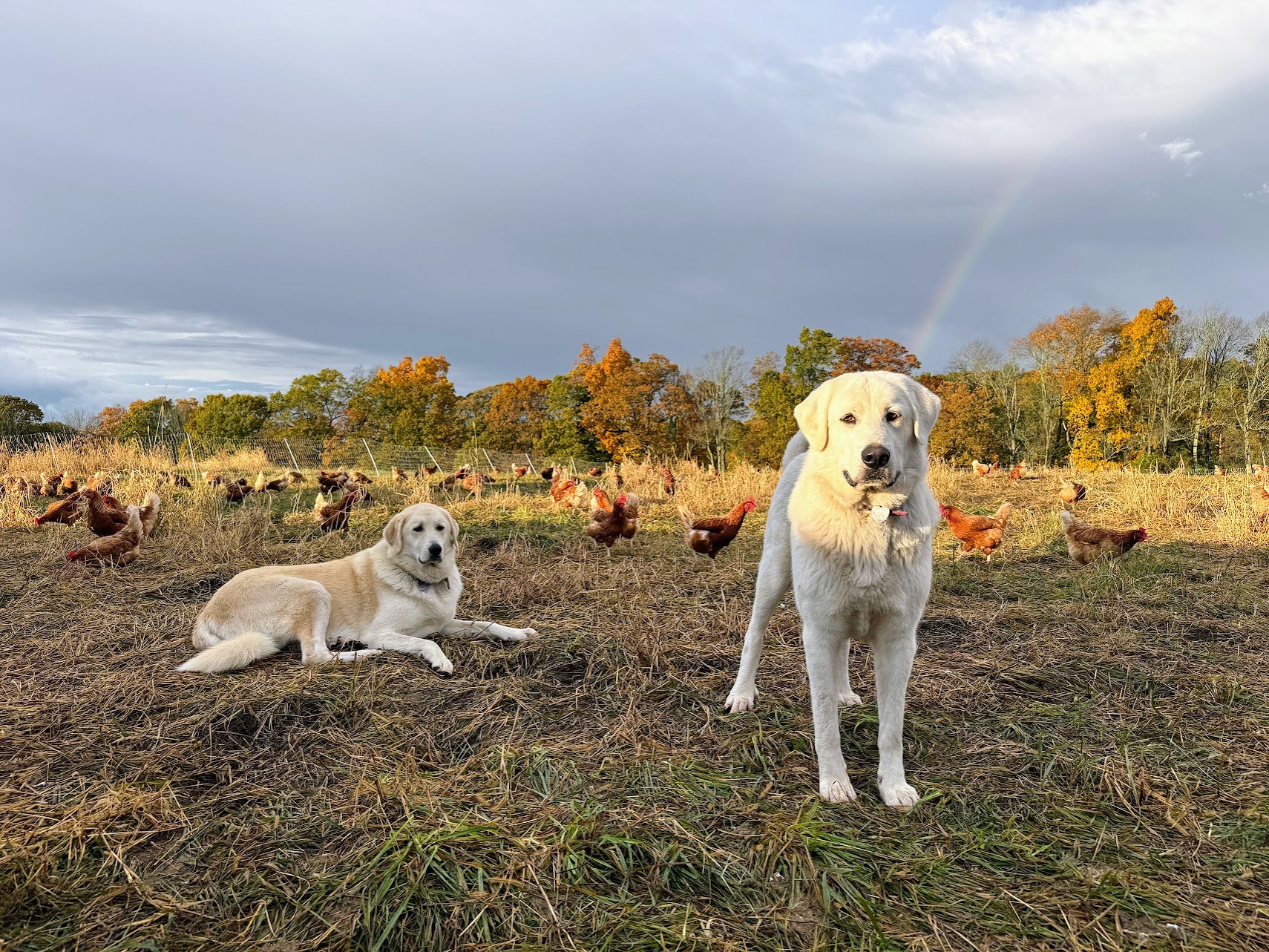 Meet Portia and Poppy - Codman's Livestock Guardian Dogs