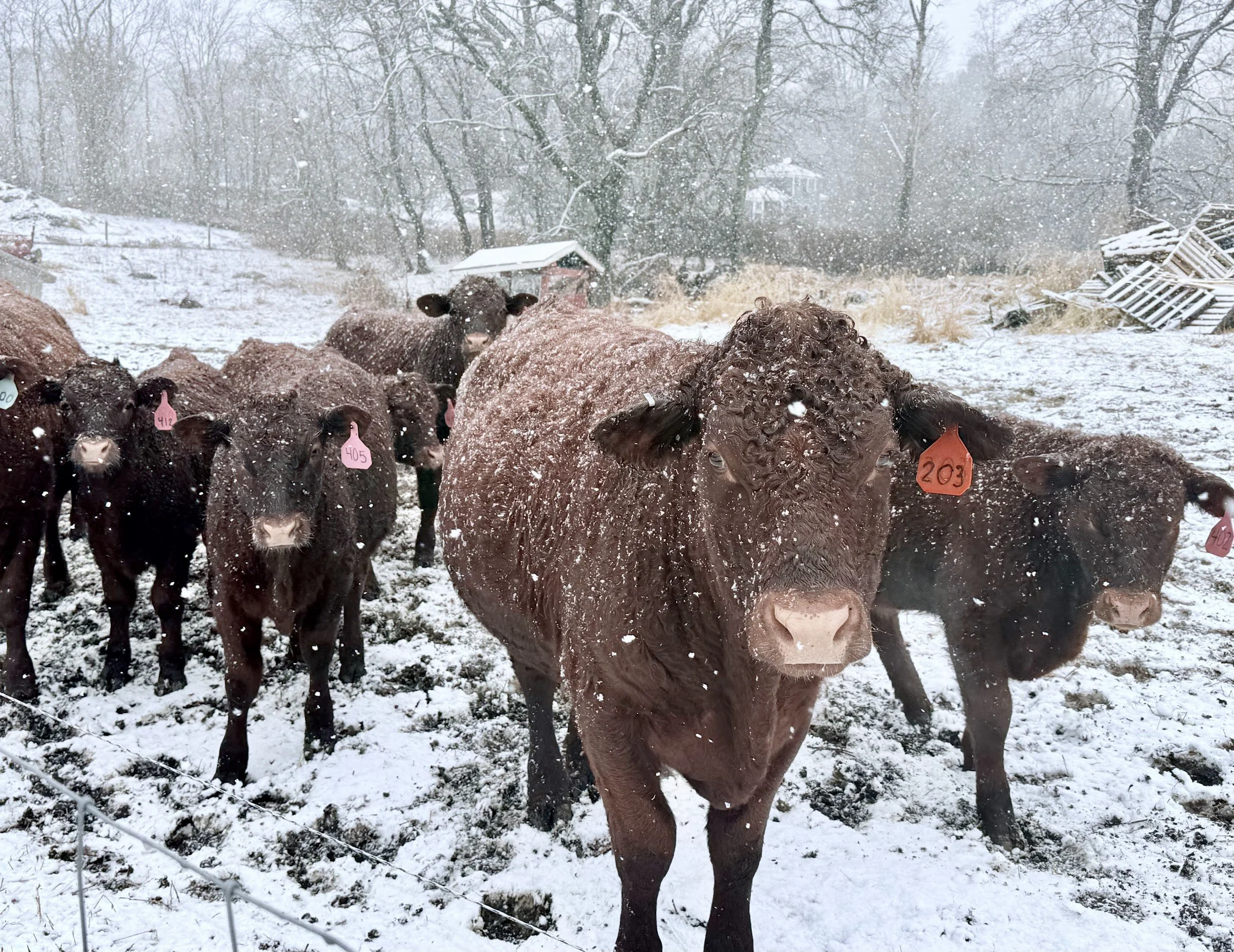Cozy Story Time in&nbsp;the Greenhouse, January 31st