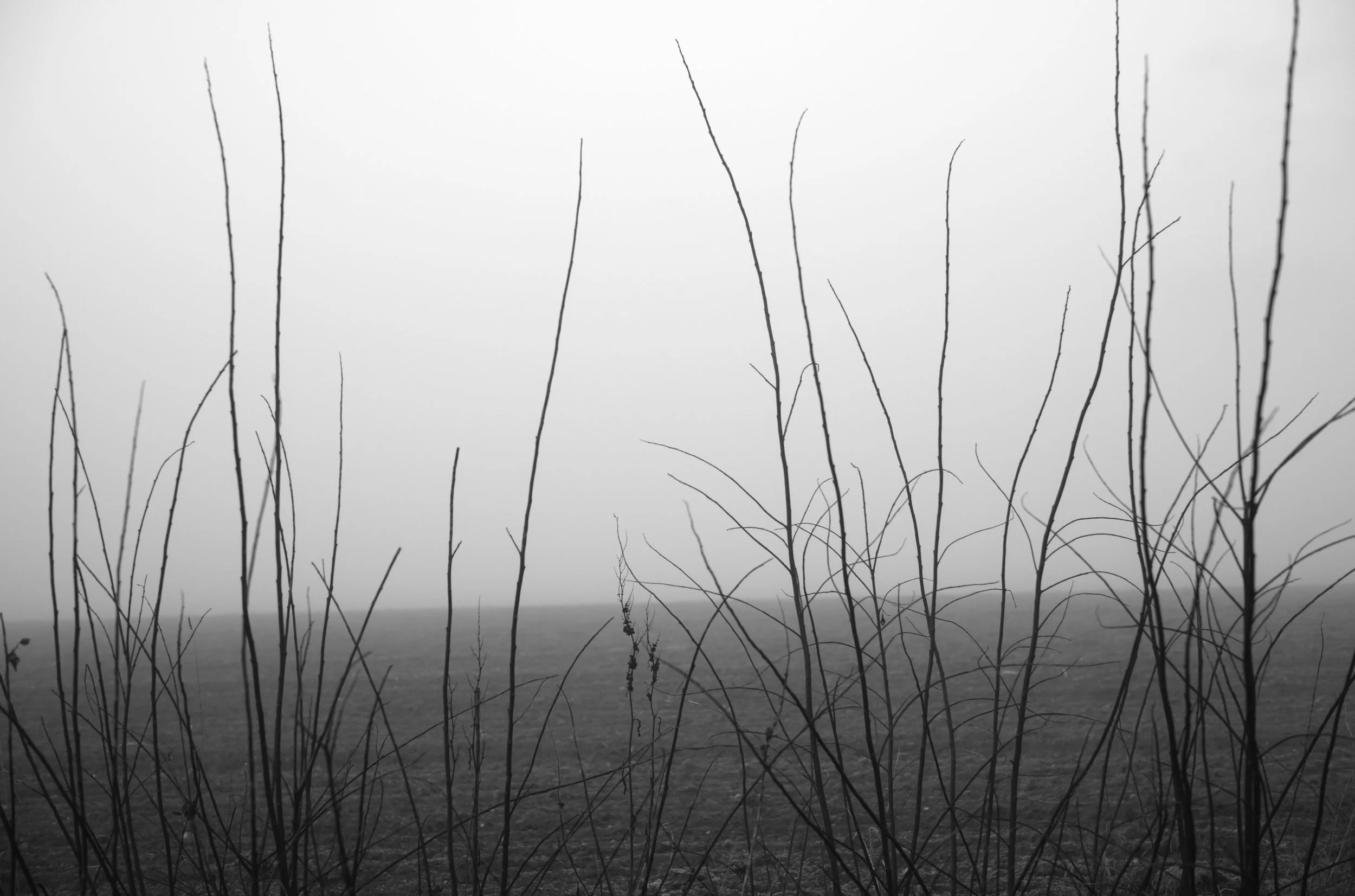 2L1002685_raw_c_bc.jpg