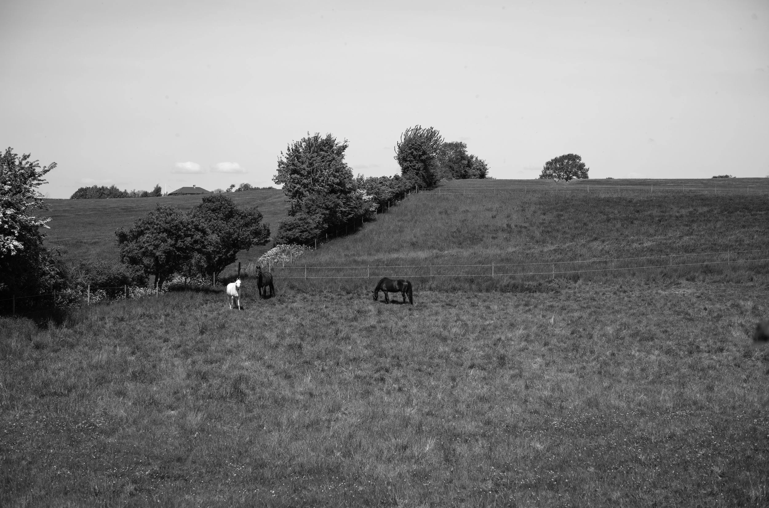 2L1003215_raw_c_bc.jpg