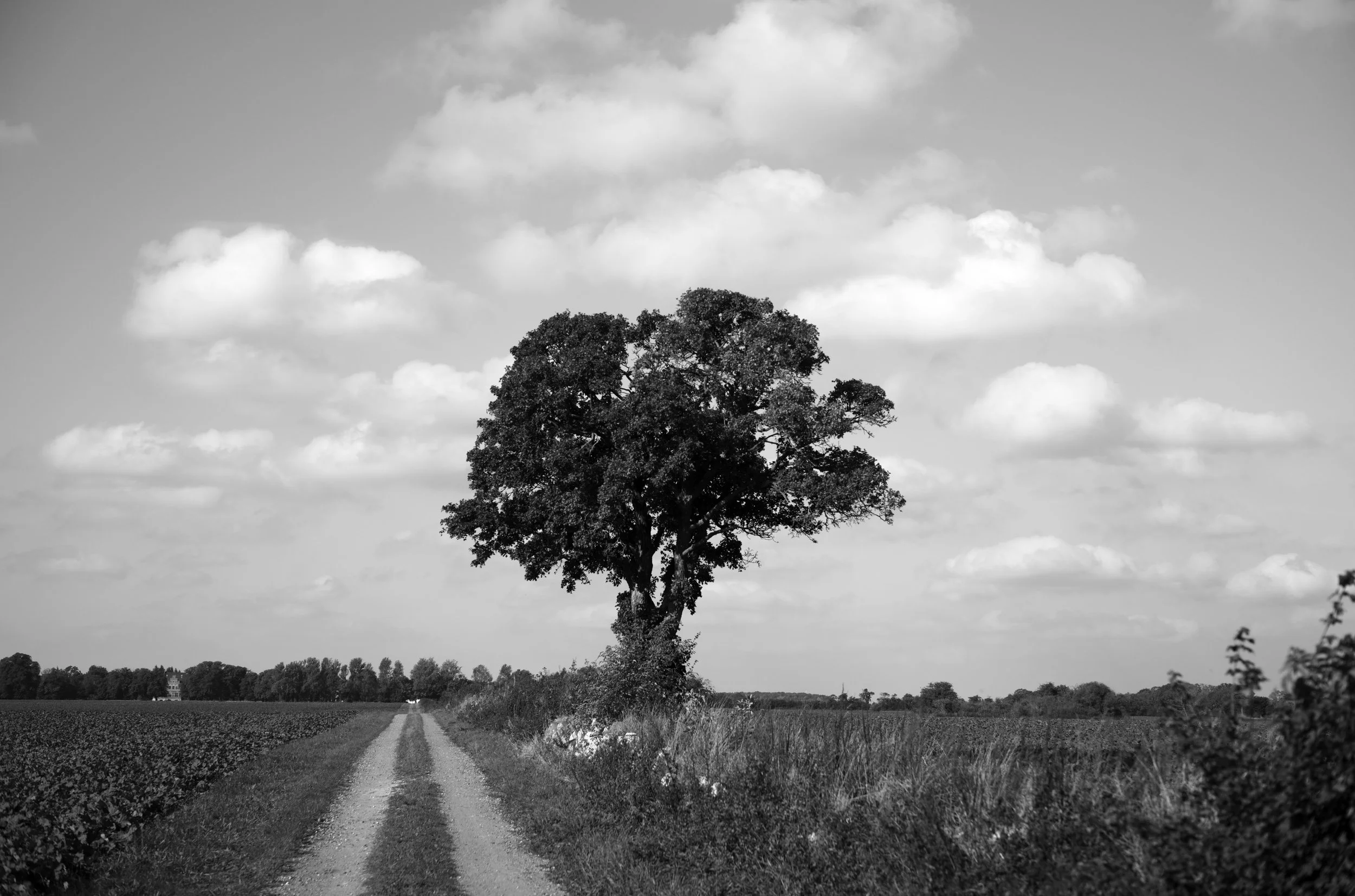 2L1004294_raw_c_bc.jpg