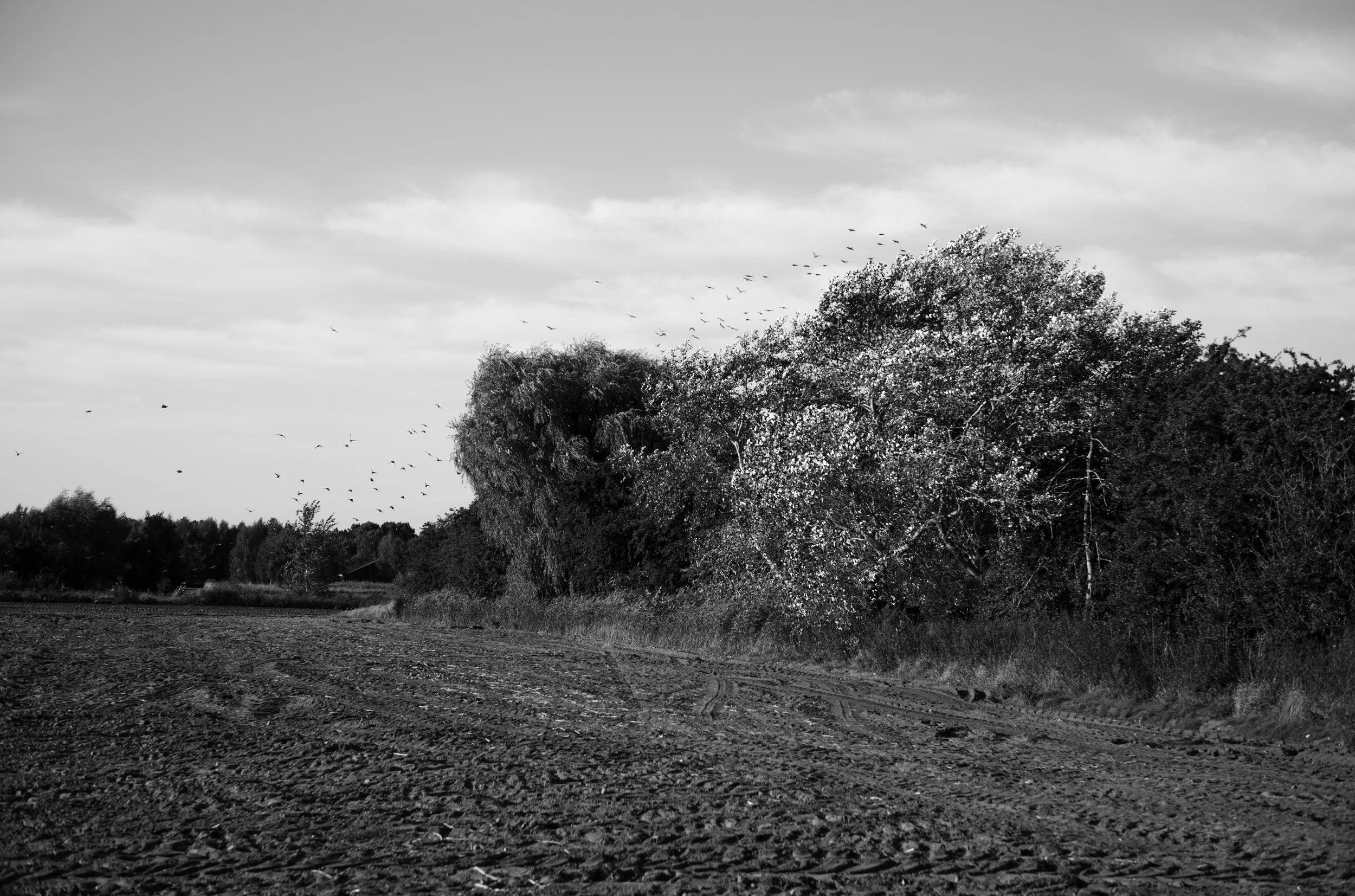 2L1004300_raw_c_bc.jpg