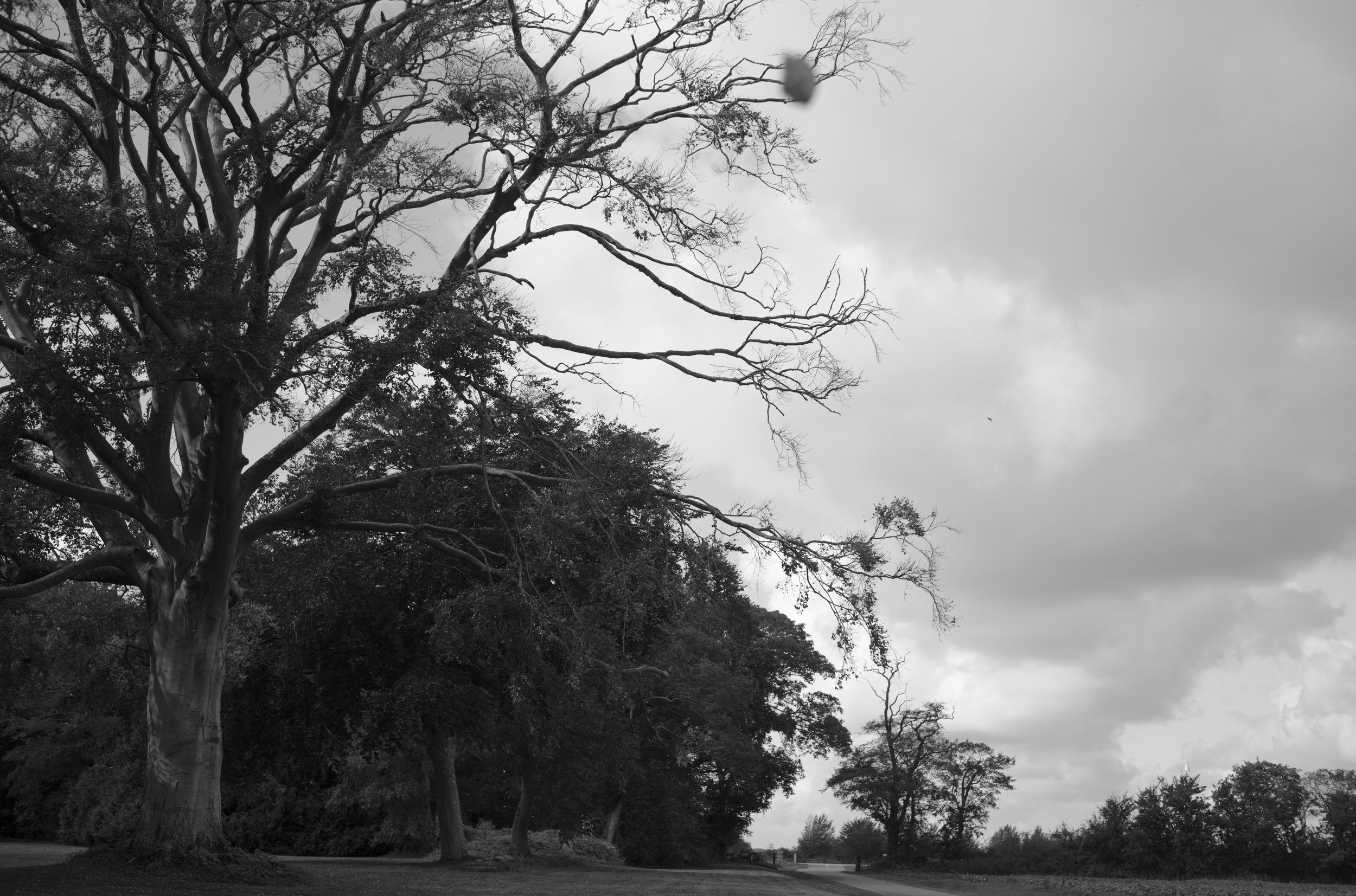 2L1004358_cp_l.jpg