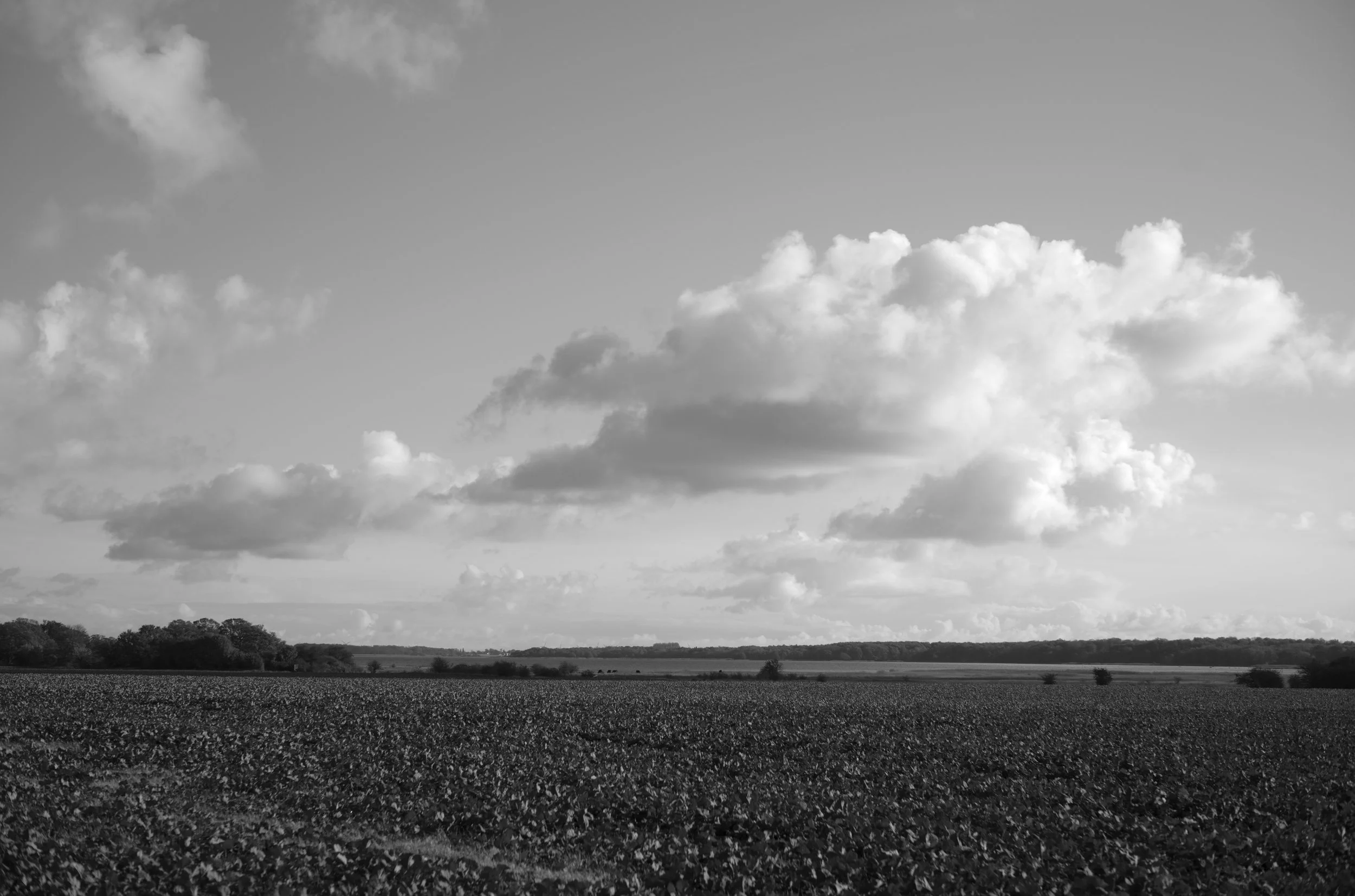 2L1004538_cp_l.jpg