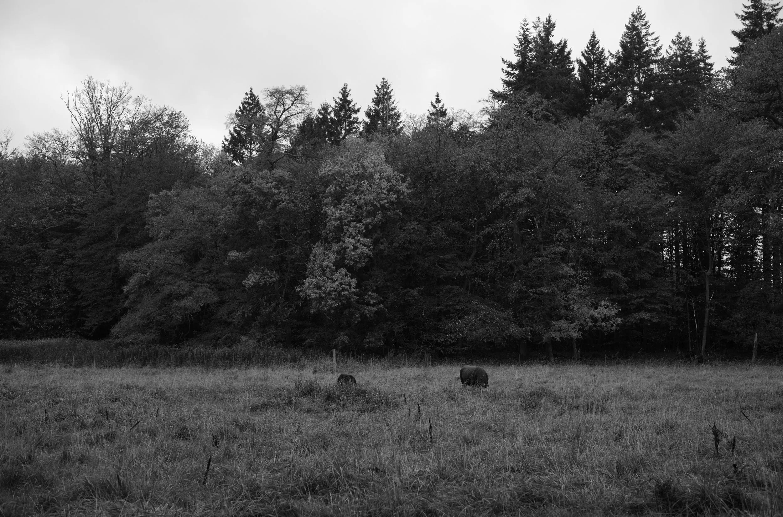 2L1004537_cp_l.jpg
