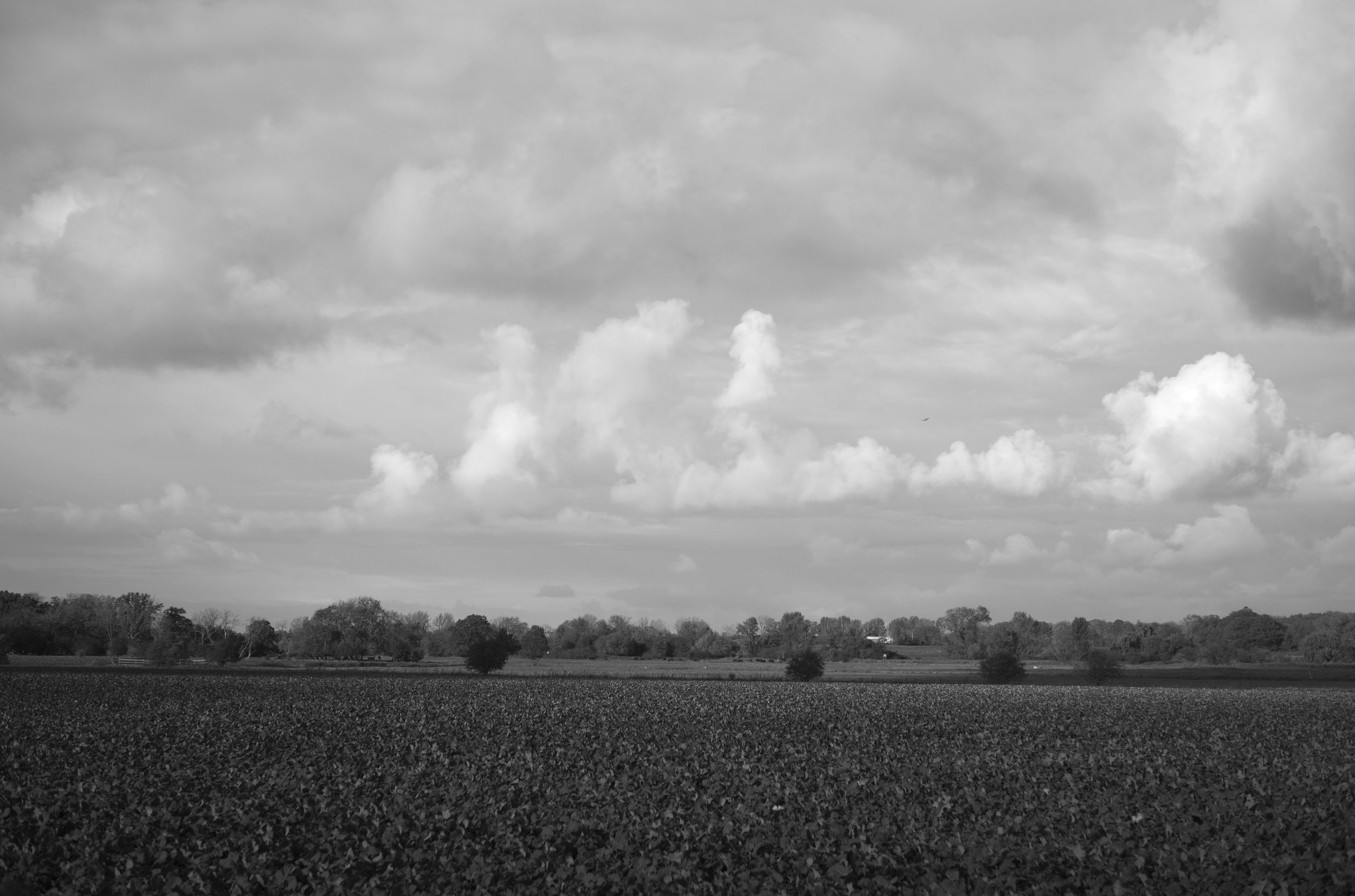 2L1004541_cp_l.jpg