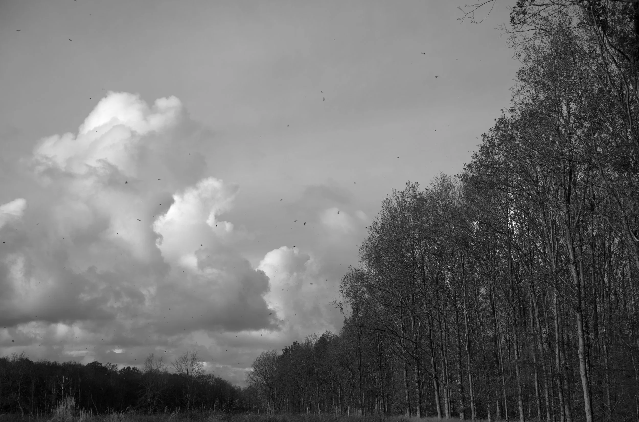 2L1005132_cp_l.jpg