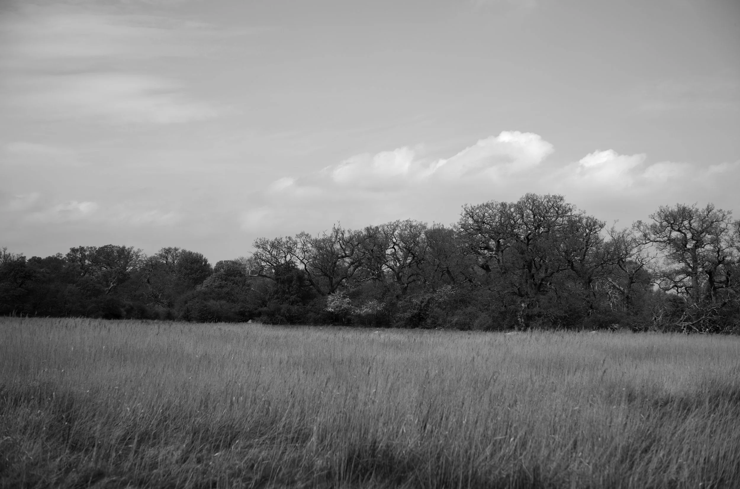 2L1005667_cp_l.jpg