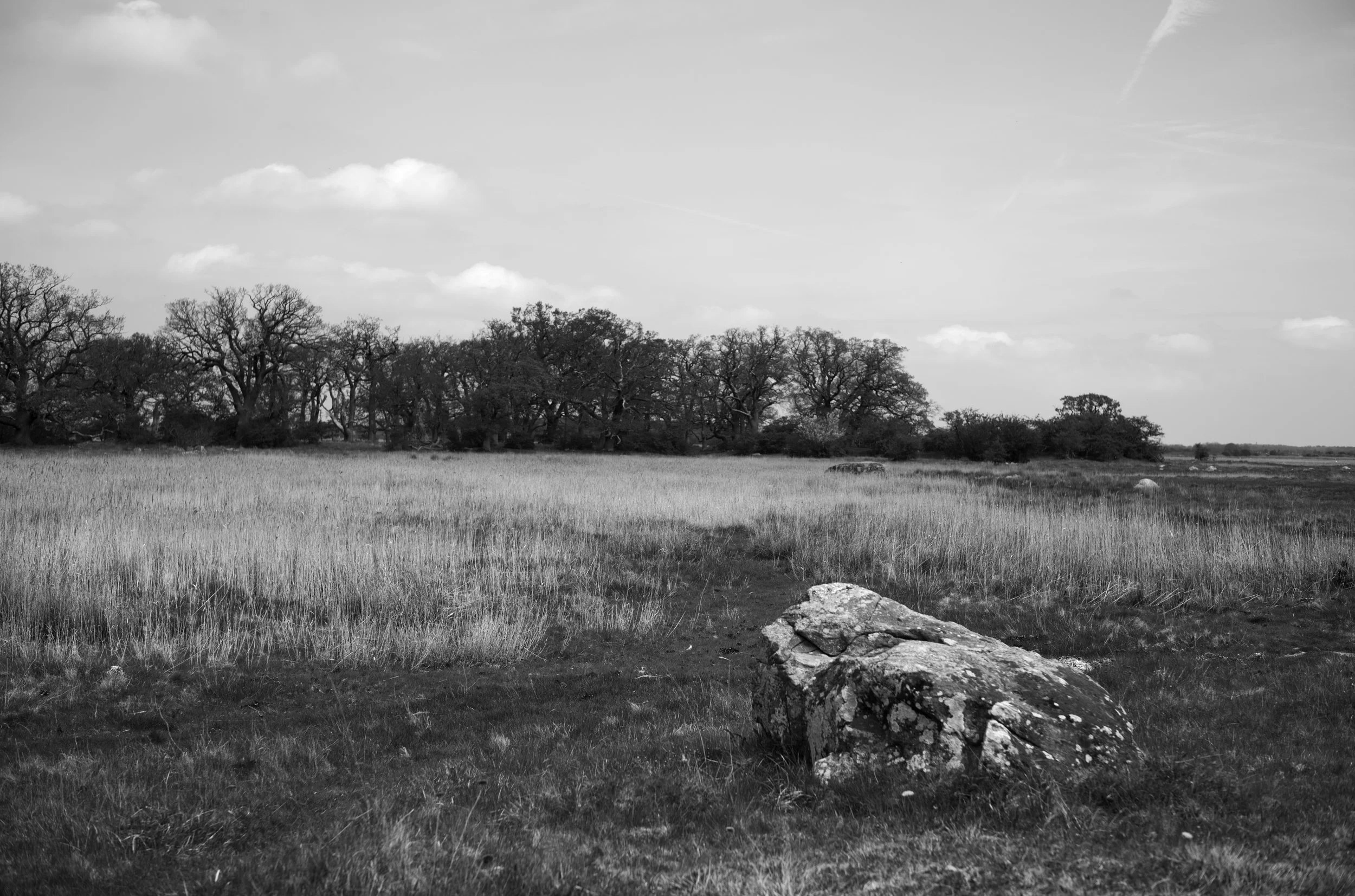 2L1005668_cp_l.jpg