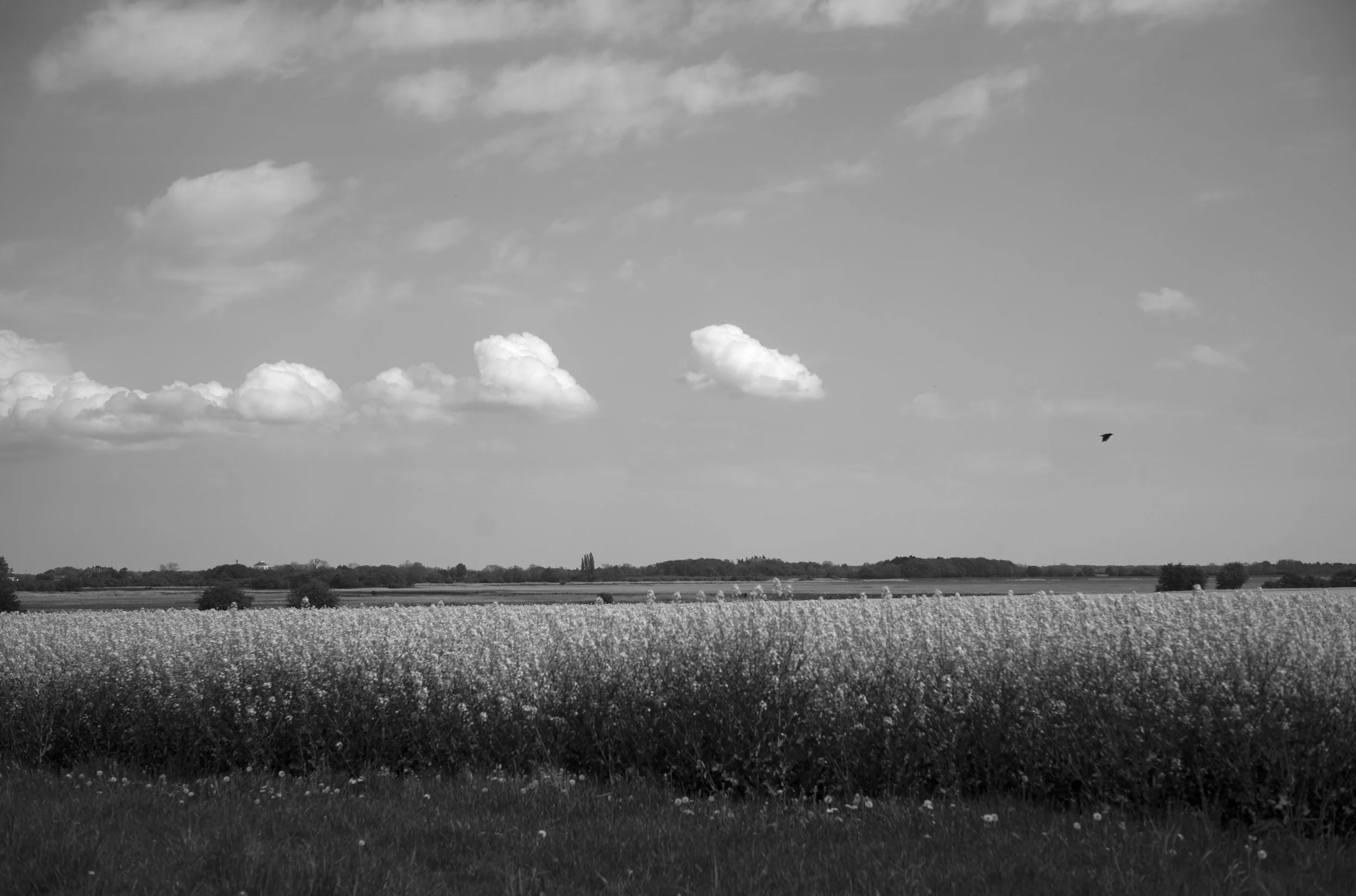 2L1005824_cp_l.jpg