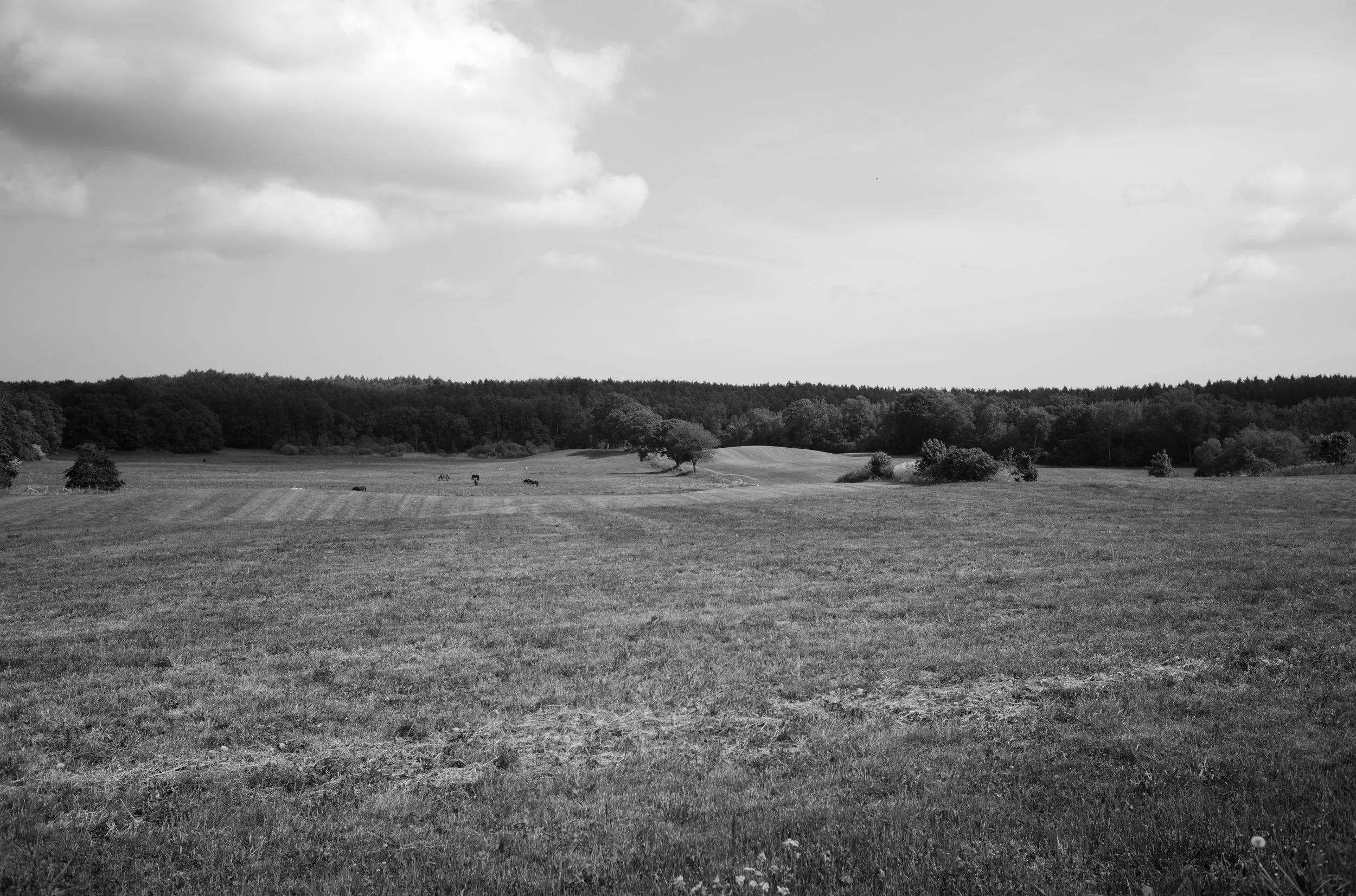2L1007896_cp_l.jpg