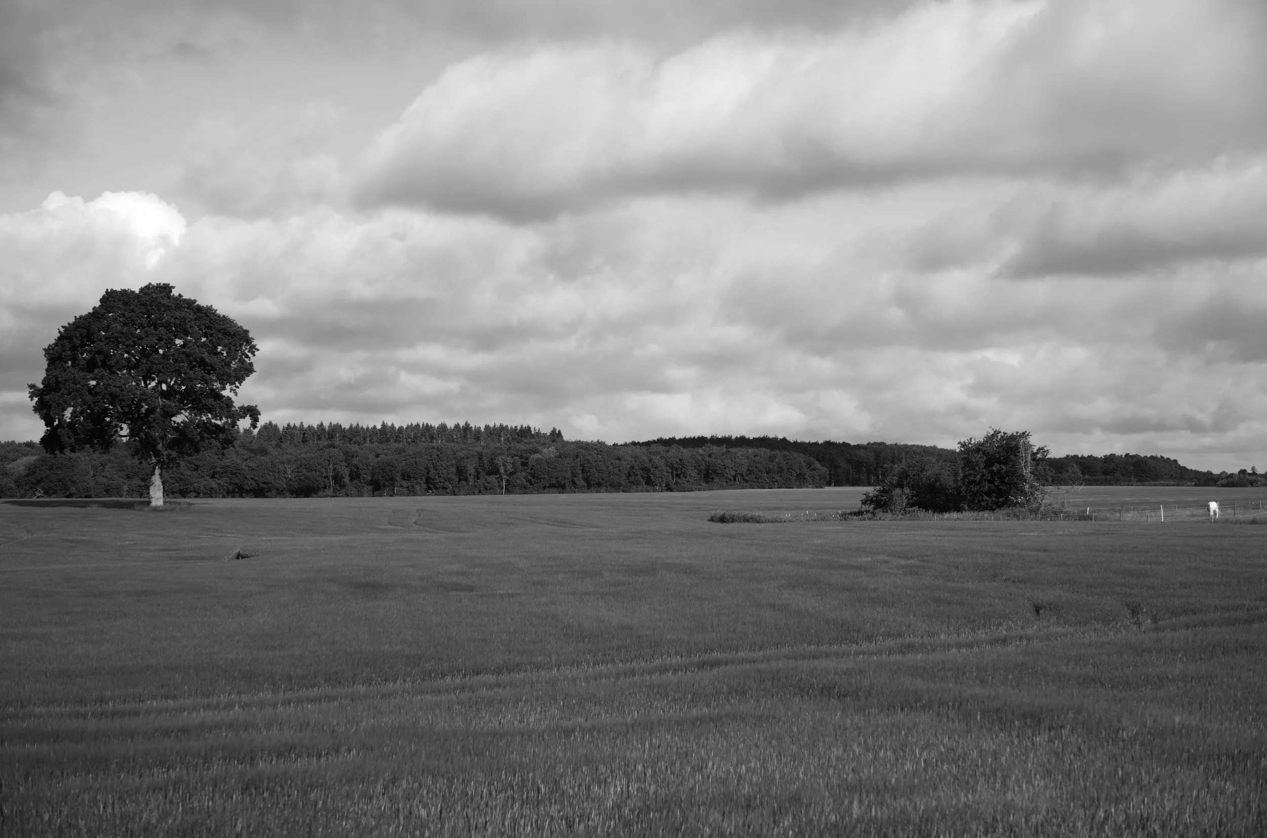 2L1006163_cp_l.jpg