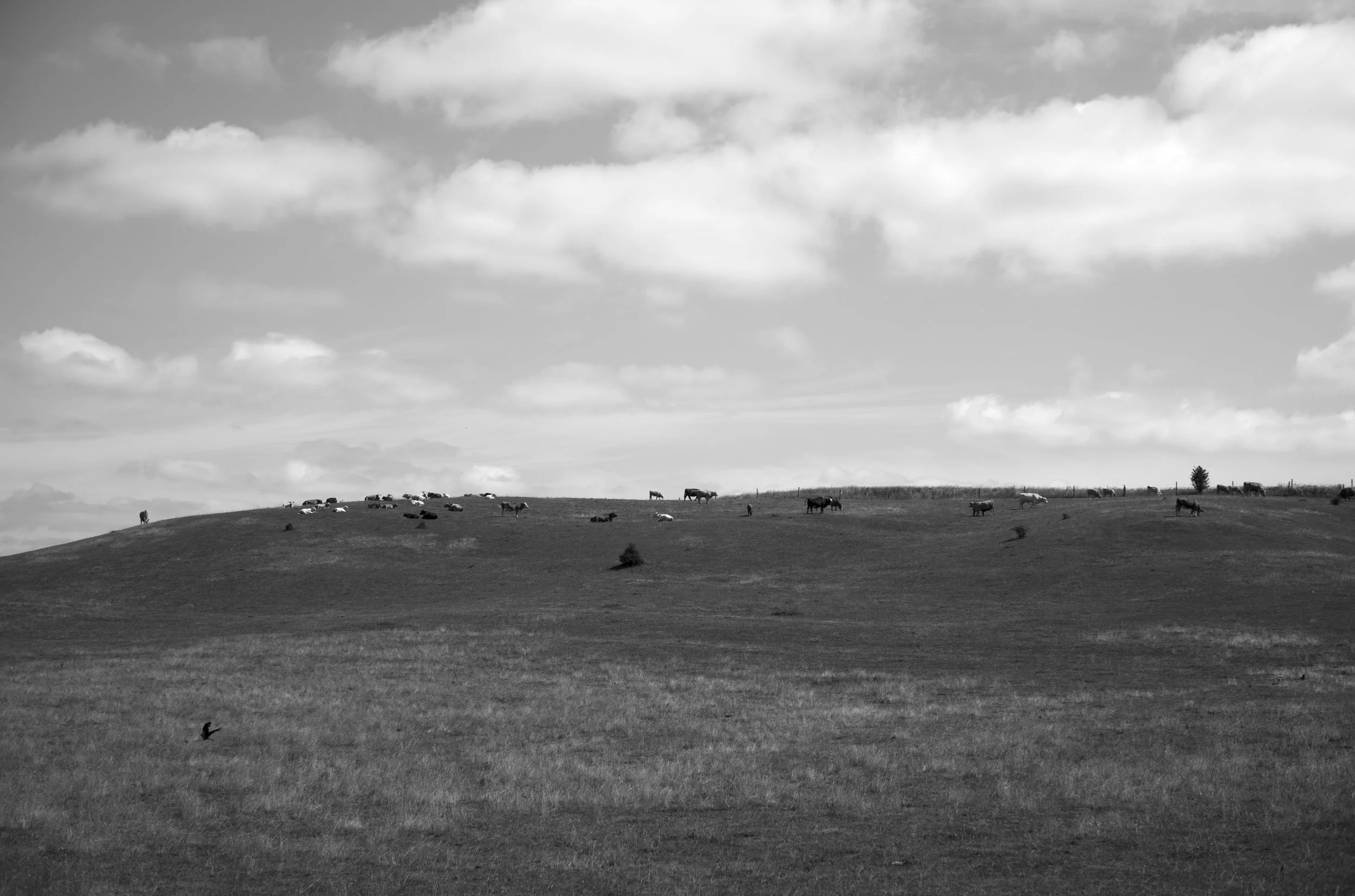 2L1006534_cp_l.jpg