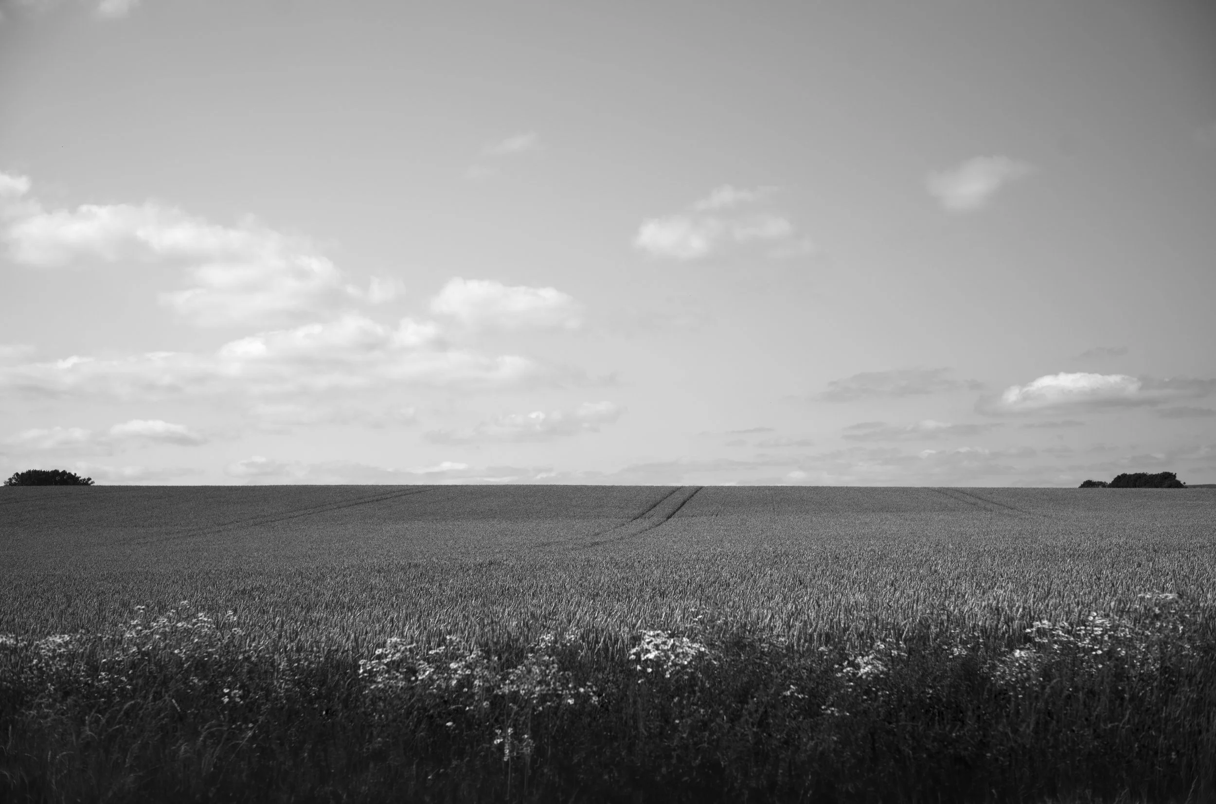 2L1007934_cp_l.jpg