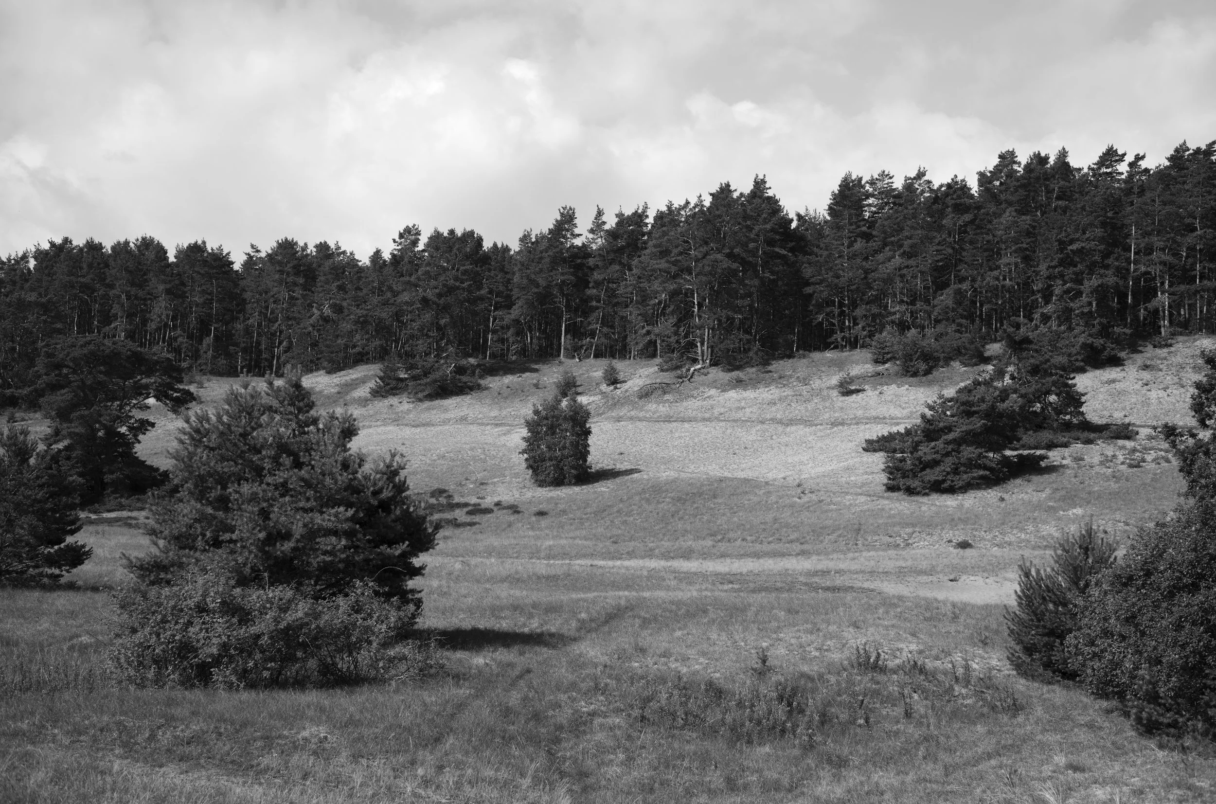 2L1007974_cp_l.jpg